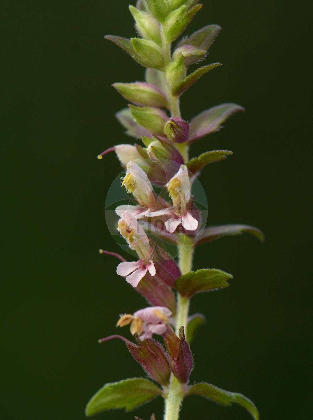 Foto von Odontites vulgaris (Frühlings-Zahntrost - Common Bartsia). Das Bild zeigt Blatt und Bluete. Das Foto wurde in Oesterholz-Haustenbeck, Schlangen, Lippe, Nordrhein-Westfalen, Deutschland, Westfälische Bucht aufgenommen. ---- Photo of Odontites vulgaris (Frühlings-Zahntrost - Common Bartsia). The image is showing leaf and flower. The picture was taken in Oesterholz-Haustenbeck, Schlangen, Lippe, North Rhine-Westphalia, Germany, Westfaelische Bucht.(Odontites vulgaris,Frühlings-Zahntrost,Common Bartsia,Euphrasia odontites,Euphrasia serotina,Odontites canescens,Odontites ruber,Odontites salina,Odontites serotina,Odontites serotinus,Odontites virgata,Odontites vulgaris,Odontites vulgaris Moench subsp.,Odontites vulgaris subsp. salina,Fruehlings-Zahntrost,Herbst-Zahntrost,Roter Zahntrost,Common Bartsia,Red Bartsia,Red Eyebright,Odontites,Zahntrost,Red Bartsia,Orobanchaceae,Sommerwurzgewächse,Broomrape family,Blatt,Bluete,leaf,flower)