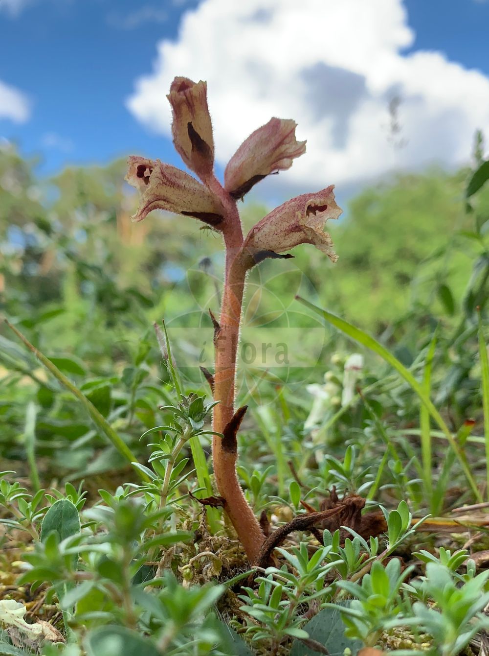 Orobanche alba - Orobanchaceae,Plantae,Pteridobiotina,Angiosperms,Lamiales,Orobanchaceae,Orobanche,Orobanche alba,Quendel-Sommerwurz;Weiße Sommerwurz;Thymian-Würger;thyme broomrape;Orobanche blanche;orobanche du thym;Succiamele del serpillo;заразиха белая;boğasak;sparqe;bijeli volovod;timjansnyltrot;zaraza macierzankowa;beli pojalnik;fehér vajvirág;záraza bílá;záraza biela;вовчок білий;бил воловодец;сводњача