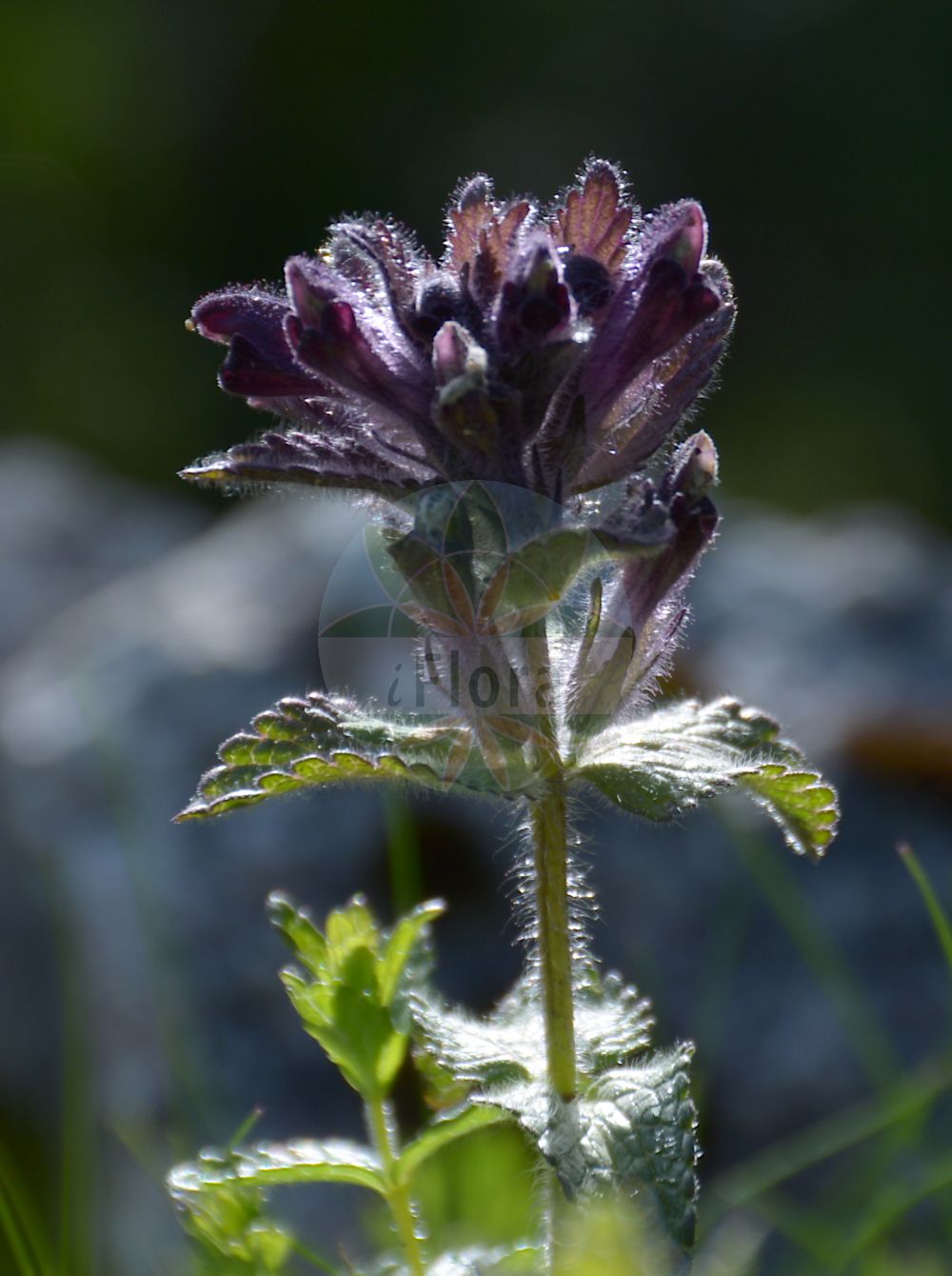 Foto von Bartsia alpina (Alpenhelm - Alpine Bartsia). Das Bild zeigt Blatt und Bluete. Das Foto wurde in Schachen, Garmisch-Partenkirchen, Bayern, Deutschland, Alpen aufgenommen. ---- Photo of Bartsia alpina (Alpenhelm - Alpine Bartsia). The image is showing leaf and flower. The picture was taken in Schachen, Garmisch-Partenkirchen, Bavaria, Germany, Alps.(Bartsia alpina,Alpenhelm,Alpine Bartsia,Bartsia alpina,Alpenhelm,Alpen-Bartschie,Europaeischer Alpenhelm,Trauerblume,Alpine Bartsia,Velvetbells,Bartsia,Bartschie,Velvetbells,Orobanchaceae,Sommerwurzgewächse,Broomrape family,Blatt,Bluete,leaf,flower)