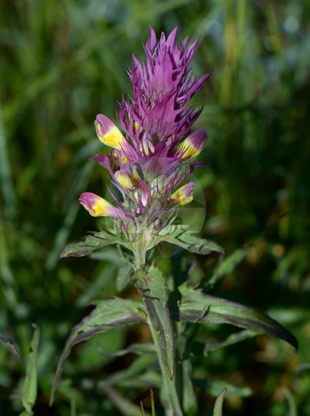 Foto von Melampyrum arvense (Acker-Wachtelweizen - Field Cow-wheat). Das Bild zeigt Blatt und Bluete. Das Foto wurde in Koblenz, Rheinland-Pfalz, Deutschland, Mittelrheintal aufgenommen. ---- Photo of Melampyrum arvense (Acker-Wachtelweizen - Field Cow-wheat). The image is showing leaf and flower. The picture was taken in Koblenz, Rhineland-Palatinate, Germany, Mittelrheintal.(Melampyrum arvense,Acker-Wachtelweizen,Field Cow-wheat,Melampyrum argyrocomum,Melampyrum arvense,Melampyrum arvense L. subsp.,Melampyrum cretaceum,Melampyrum pseudobarbatum,Melampyrum semleri,Acker-Wachtelweizen,Field Cow-wheat,Horse Flower,Purple Cow-wheat,Melampyrum,Wachtelweizen,Cowwheat,Orobanchaceae,Sommerwurzgewächse,Broomrape family,Blatt,Bluete,leaf,flower)