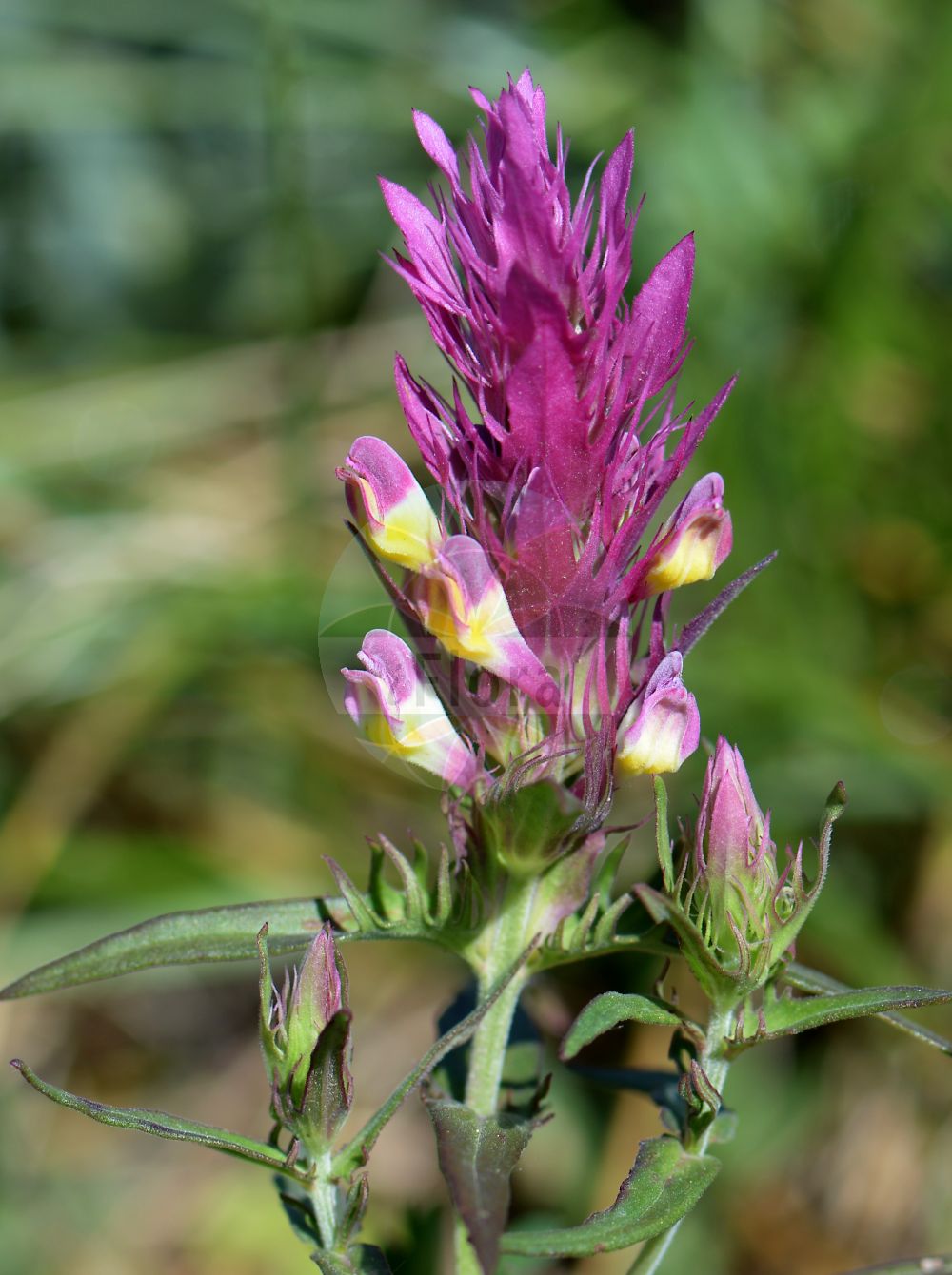 Foto von Melampyrum arvense (Acker-Wachtelweizen - Field Cow-wheat). Das Bild zeigt Blatt und Bluete. Das Foto wurde in Koblenz, Rheinland-Pfalz, Deutschland, Mittelrheintal aufgenommen. ---- Photo of Melampyrum arvense (Acker-Wachtelweizen - Field Cow-wheat). The image is showing leaf and flower. The picture was taken in Koblenz, Rhineland-Palatinate, Germany, Mittelrheintal.(Melampyrum arvense,Acker-Wachtelweizen,Field Cow-wheat,Melampyrum argyrocomum,Melampyrum arvense,Melampyrum arvense L. subsp.,Melampyrum cretaceum,Melampyrum pseudobarbatum,Melampyrum semleri,Acker-Wachtelweizen,Field Cow-wheat,Horse Flower,Purple Cow-wheat,Melampyrum,Wachtelweizen,Cowwheat,Orobanchaceae,Sommerwurzgewächse,Broomrape family,Blatt,Bluete,leaf,flower)