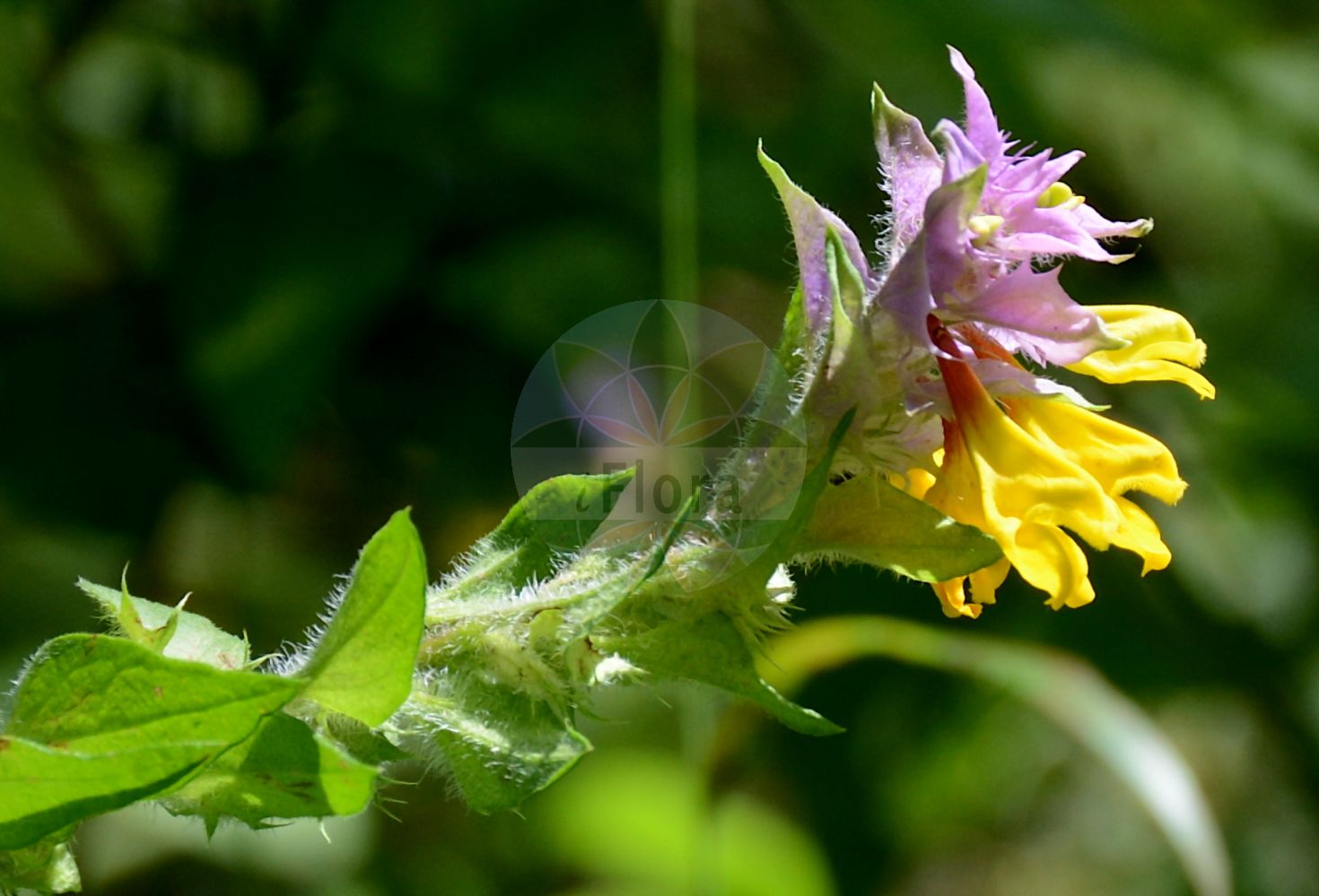 Foto von Melampyrum nemorosum (Hain-Wachtelweizen - Wood Cow-wheat). Das Bild zeigt Blatt und Bluete. Das Foto wurde in Würzburg, Bayern, Deutschland aufgenommen. ---- Photo of Melampyrum nemorosum (Hain-Wachtelweizen - Wood Cow-wheat). The image is showing leaf and flower. The picture was taken in Wuerzburg, Bayern, Germany.(Melampyrum nemorosum,Hain-Wachtelweizen,Wood Cow-wheat,Melampyrum debreceniense,Melampyrum moravicum,Melampyrum nemorosum,Melampyrum nemorosum L. subsp.,Melampyrum nemorosum subsp. zingeri,Hain-Wachtelweizen,Polnischer Wachtelweizen,Wood Cow-wheat,Blue Cow-wheat,Melampyrum,Wachtelweizen,Cowwheat,Orobanchaceae,Sommerwurzgewächse,Broomrape family,Blatt,Bluete,leaf,flower)