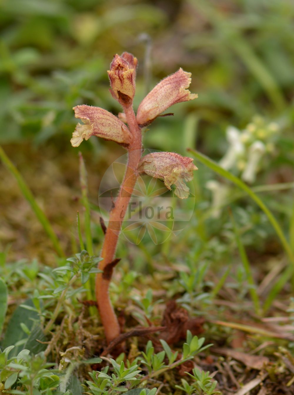Orobanche alba - Orobanchaceae,Plantae,Pteridobiotina,Angiosperms,Lamiales,Orobanchaceae,Orobanche,Orobanche alba,Quendel-Sommerwurz;Weiße Sommerwurz;Thymian-Würger;thyme broomrape;Orobanche blanche;orobanche du thym;Succiamele del serpillo;заразиха белая;boğasak;sparqe;bijeli volovod;timjansnyltrot;zaraza macierzankowa;beli pojalnik;fehér vajvirág;záraza bílá;záraza biela;вовчок білий;бил воловодец;сводњача