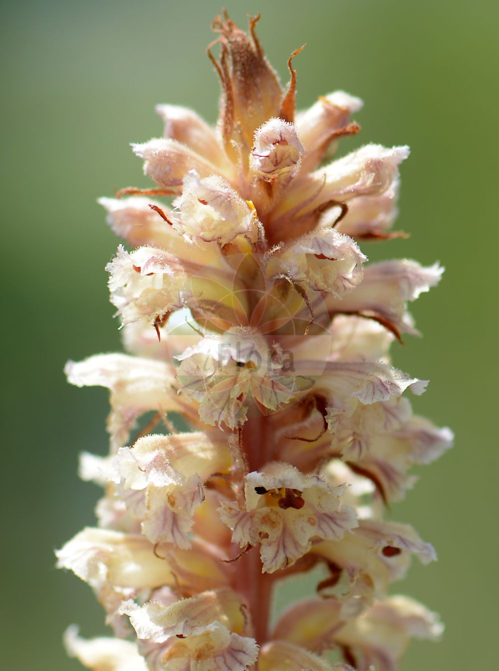 Foto von Orobanche artemisiae-campestris (Panzer-Sommerwurz - Oxtongue Broomrape). Das Bild zeigt Bluete. Das Foto wurde in Darmstadt-Dieburg, Bergstraße, Hessen, Deutschland, Odenwald aufgenommen. ---- Photo of Orobanche artemisiae-campestris (Panzer-Sommerwurz - Oxtongue Broomrape). The image is showing flower. The picture was taken in Darmstadt-Dieburg, Bergstrasse, Hesse, Germany, Odenwald.(Orobanche artemisiae-campestris,Panzer-Sommerwurz,Oxtongue Broomrape,Orobanche ambigua,Orobanche artemisiae,Orobanche artemisiae-campestris,Orobanche carotae,Orobanche centaurina,Orobanche hieracii-pilosellae,Orobanche lilacina,Orobanche loricata,Orobanche picridis,Orobanche picridis-hieracioidis,Orobanche santolinae,Orobanche scolymi,Panzer-Sommerwurz,Oxtongue Broomrape,Mugwort Broomrape,Orobanche,Sommerwurz,Broomrape,Orobanchaceae,Sommerwurzgewächse,Broomrape family,Bluete,flower)