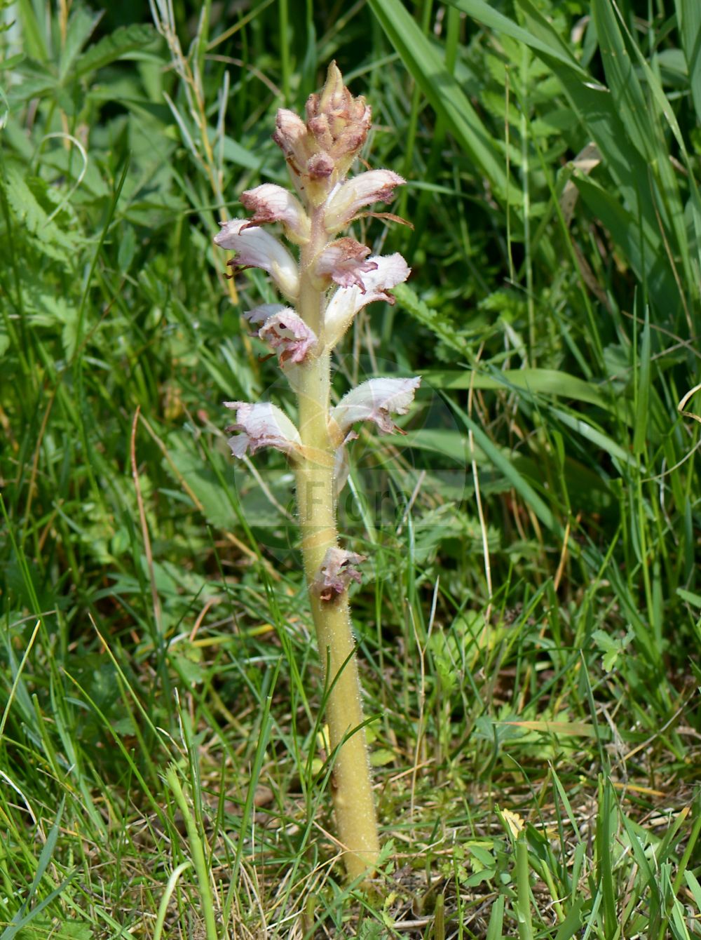 Foto von Orobanche caryophyllacea (Nelken-Sommerwurz - Bedstraw Broomrape). Das Bild zeigt Bluete. Das Foto wurde in Oestrich-Winkel, Rheingau-Taunus-Kreis, Hessen, Deutschland, Mittelrheintal aufgenommen. ---- Photo of Orobanche caryophyllacea (Nelken-Sommerwurz - Bedstraw Broomrape). The image is showing flower. The picture was taken in Oestrich-Winkel, Rheingau-Taunus district, Hesse, Germany, Mittelrheintal.(Orobanche caryophyllacea,Nelken-Sommerwurz,Bedstraw Broomrape,Orobanche buhsei,Orobanche caryophyllacea,Orobanche clausonis,Orobanche galii,Orobanche hesperina,Orobanche vulgaris,Nelken-Sommerwurz,Gemeine Sommerwurz,Bedstraw Broomrape,Clove-scented Broomrape,Orobanche,Sommerwurz,Broomrape,Orobanchaceae,Sommerwurzgewächse,Broomrape family,Bluete,flower)