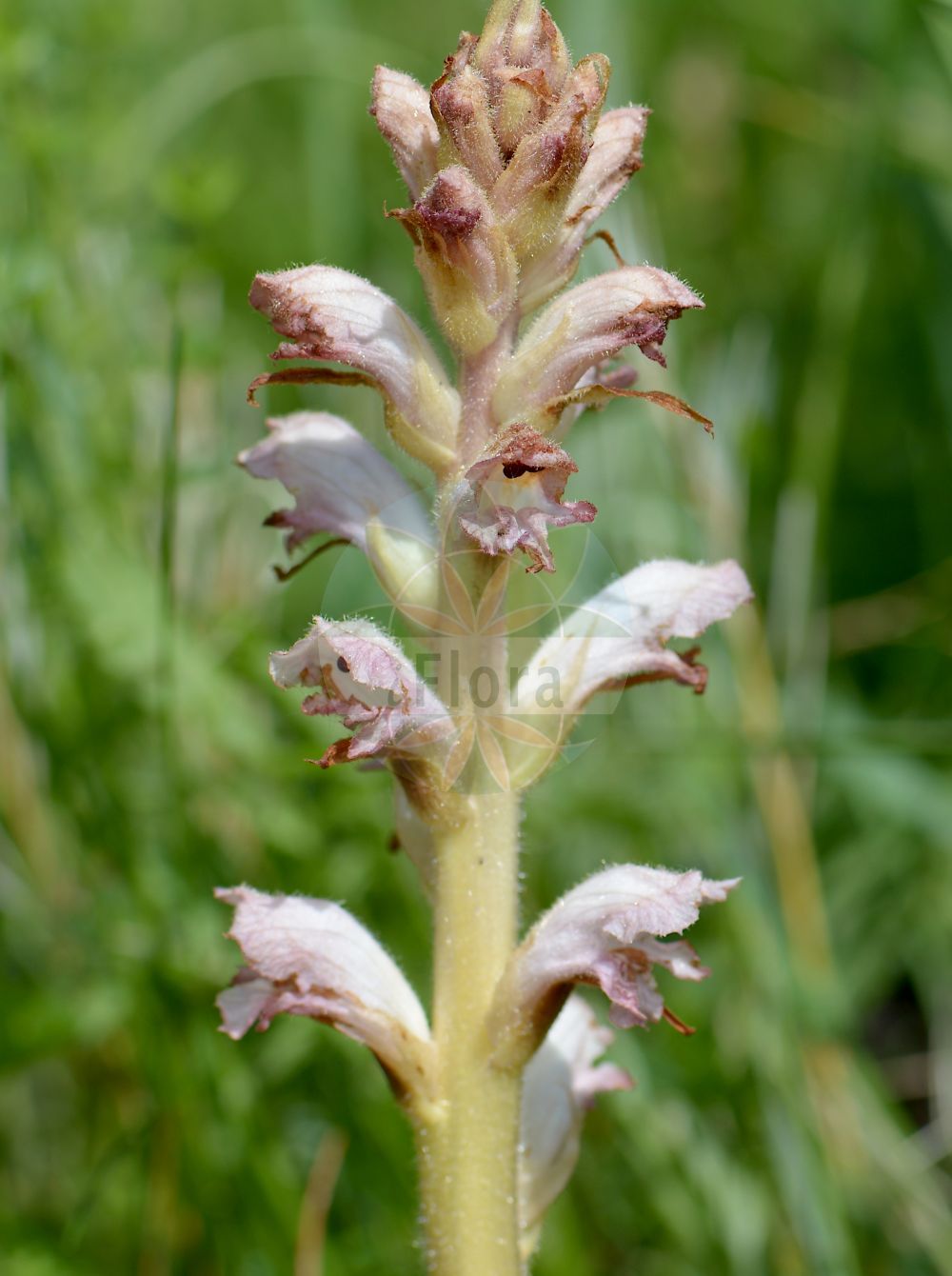 Foto von Orobanche caryophyllacea (Nelken-Sommerwurz - Bedstraw Broomrape). Das Bild zeigt Bluete. Das Foto wurde in Oestrich-Winkel, Rheingau-Taunus-Kreis, Hessen, Deutschland, Mittelrheintal aufgenommen. ---- Photo of Orobanche caryophyllacea (Nelken-Sommerwurz - Bedstraw Broomrape). The image is showing flower. The picture was taken in Oestrich-Winkel, Rheingau-Taunus district, Hesse, Germany, Mittelrheintal.(Orobanche caryophyllacea,Nelken-Sommerwurz,Bedstraw Broomrape,Orobanche buhsei,Orobanche caryophyllacea,Orobanche clausonis,Orobanche galii,Orobanche hesperina,Orobanche vulgaris,Nelken-Sommerwurz,Gemeine Sommerwurz,Bedstraw Broomrape,Clove-scented Broomrape,Orobanche,Sommerwurz,Broomrape,Orobanchaceae,Sommerwurzgewächse,Broomrape family,Bluete,flower)