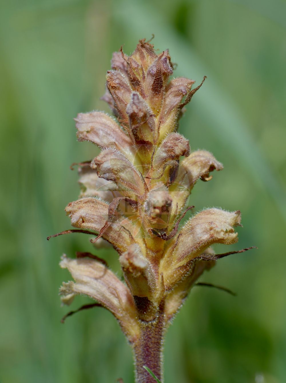 Orobanche lutea - Orobanchaceae,Plantae,Pteridobiotina,Angiosperms,Lamiales,Orobanchaceae,Orobanche,Orobanche lutea,Orobanche alpigena, Orobanche avellanae, Orobanche buekiana, Orobanche buekii, Orobanche concreta, Orobanche fragrantissima, Orobanche linczevskii, Orobanche lutea var. concreta, Orobanche lutea var. concreta, Orobanche medicaginifixa, Orobanche medicaginis, Orobanche medicaginis-sativae, Orobanche prosgolica, Orobanche pruinosa, Orobanche rubens,Gelbe Sommerwurz;Rötlichgelbe Sommerwurz;Gelber Würger;yellow broomrape;red-flower broomrape;Orobanche jaune;orobanche rouge;Succiamele prataiolo;succiamele della medica;krop-sla;roode bremraap;rode bremraap;заразиха жёлтая;заразиха Линчевского;заразиха люцерновая;заразиха ярко-жёлтая;зразиха жёлтая;sparq i jonxhës;sparqe;sparqe e verdhë;žuti volovod;zaraza czerwonawa;sárga vajvirág;záraza žlutá;záraza žltá;вовчок жовтий;надувена сводњача;руменкасти воловод