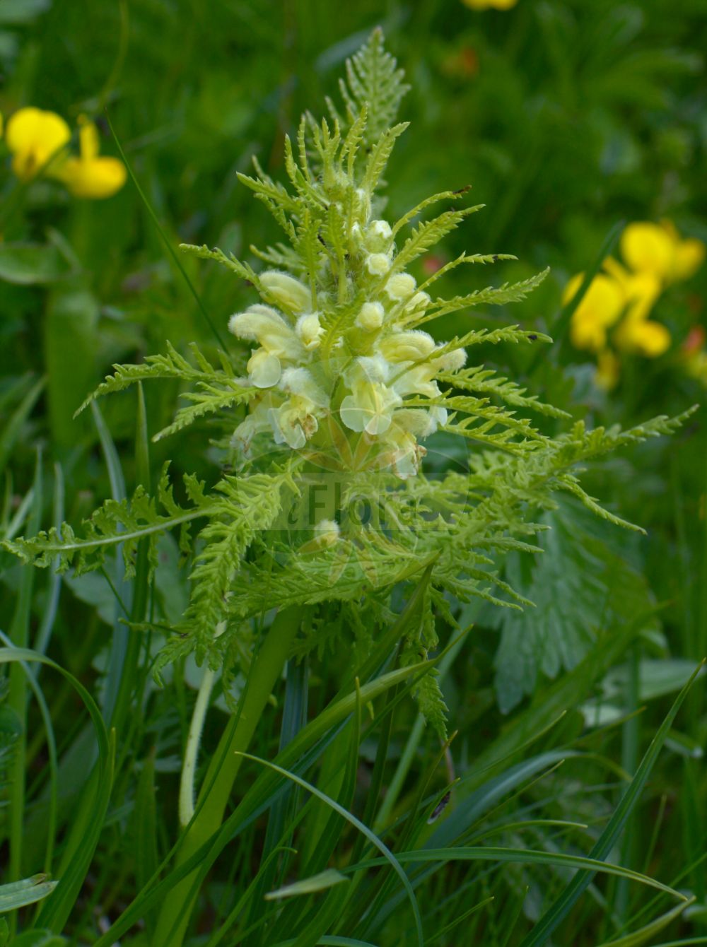 Foto von Pedicularis foliosa (Durchblättertes Läusekraut - Leafy Lousewort). Das Bild zeigt Blatt und Bluete. Das Foto wurde in Vandans, Bludenz, Vorarlberg, Österreich, Alpen aufgenommen. ---- Photo of Pedicularis foliosa (Durchblättertes Läusekraut - Leafy Lousewort). The image is showing leaf and flower. The picture was taken in Vandans, Bludenz, Vorarlberg, Austria, Alps.(Pedicularis foliosa,Durchblättertes Läusekraut,Leafy Lousewort,Pedicularis foliosa,Durchblaettertes Laeusekraut,Vielblaettriges Laeusekraut,Leafy Lousewort,Pedicularis,Läusekraut,Lousewort,Orobanchaceae,Sommerwurzgewächse,Broomrape family,Blatt,Bluete,leaf,flower)