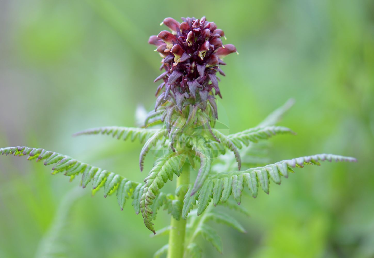 Foto von Pedicularis recutita (Gestutztes Läusekraut - Beakless Red Lousewort). Das Bild zeigt Blatt und Bluete. Das Foto wurde in Vandans, Bludenz, Vorarlberg, Österreich, Alpen aufgenommen. ---- Photo of Pedicularis recutita (Gestutztes Läusekraut - Beakless Red Lousewort). The image is showing leaf and flower. The picture was taken in Vandans, Bludenz, Vorarlberg, Austria, Alps.(Pedicularis recutita,Gestutztes Läusekraut,Beakless Red Lousewort,Pedicularis recutita,Gestutztes Laeusekraut,Truebrotes Laeusekraut,Beakless Red Lousewort,Truncate Lousewort,Pedicularis,Läusekraut,Lousewort,Orobanchaceae,Sommerwurzgewächse,Broomrape family,Blatt,Bluete,leaf,flower)