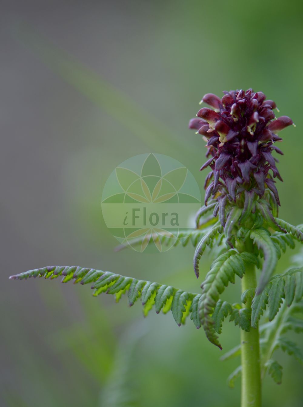 Foto von Pedicularis recutita (Gestutztes Läusekraut - Beakless Red Lousewort). Das Bild zeigt Blatt und Bluete. Das Foto wurde in Vandans, Bludenz, Vorarlberg, Österreich, Alpen aufgenommen. ---- Photo of Pedicularis recutita (Gestutztes Läusekraut - Beakless Red Lousewort). The image is showing leaf and flower. The picture was taken in Vandans, Bludenz, Vorarlberg, Austria, Alps.(Pedicularis recutita,Gestutztes Läusekraut,Beakless Red Lousewort,Pedicularis recutita,Gestutztes Laeusekraut,Truebrotes Laeusekraut,Beakless Red Lousewort,Truncate Lousewort,Pedicularis,Läusekraut,Lousewort,Orobanchaceae,Sommerwurzgewächse,Broomrape family,Blatt,Bluete,leaf,flower)