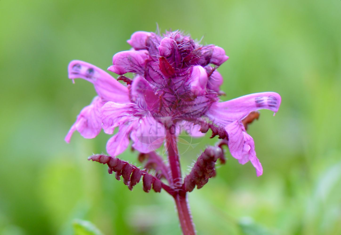 Foto von Pedicularis verticillata (Quirlblättriges Läusekraut - Verticillate Lousewort). Das Bild zeigt Blatt und Bluete. Das Foto wurde in Vandans, Bludenz, Vorarlberg, Österreich, Alpen aufgenommen. ---- Photo of Pedicularis verticillata (Quirlblättriges Läusekraut - Verticillate Lousewort). The image is showing leaf and flower. The picture was taken in Vandans, Bludenz, Vorarlberg, Austria, Alps.(Pedicularis verticillata,Quirlblättriges Läusekraut,Verticillate Lousewort,Pedicularis verticillata,Quirlblaettriges Laeusekraut,Verticillate Lousewort,Whorled Lousewort,Pedicularis,Läusekraut,Lousewort,Orobanchaceae,Sommerwurzgewächse,Broomrape family,Blatt,Bluete,leaf,flower)