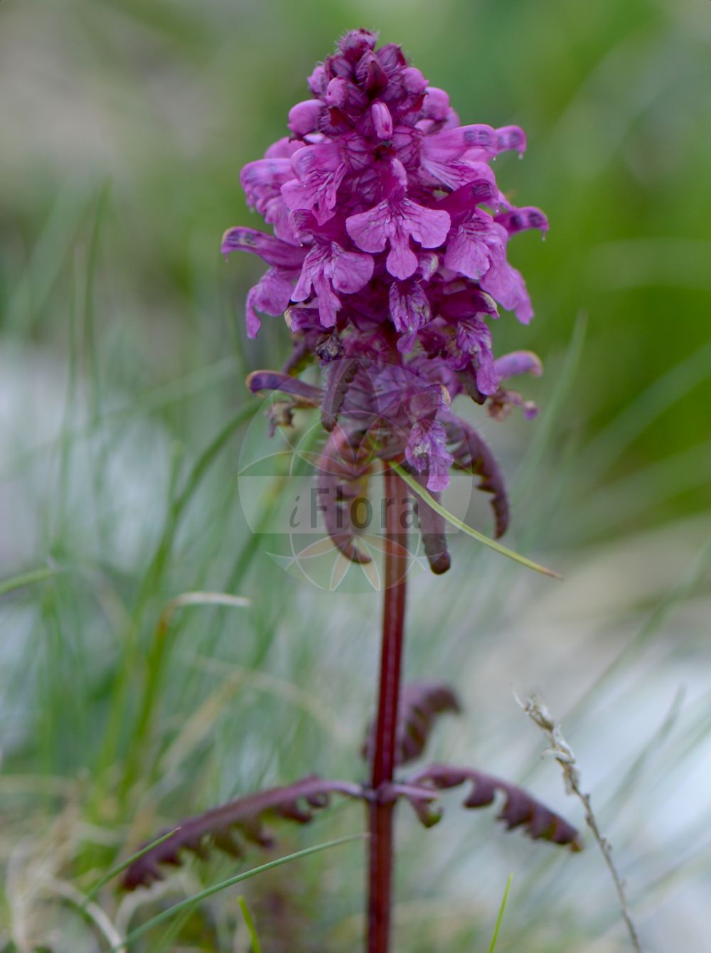 Pedicularis verticillata - Orobanchaceae,Plantae,Pteridobiotina,Angiosperms,Lamiales,Orobanchaceae,Pedicularis,Pedicularis verticillata,Pediculariopsis verticillata, Pedicularis verticillata var. typica,Quirlblättriges Läusekraut;whorled lousewort;verticillate lousewort;Pédiculaire verticillée;Pedicolare a foglie verticillate;мытник мутовчатый;pedikulare;pršljenasti ušljivac;gnidosz okółkowy;takaneshiogama;タカネシオガマ;vretenčasti ušivec;vârteju pământului;шолудивник кільчастий;прешленесто пропадниче;црвени ушљивац;lún yè mǎ xiān hāo;轮叶马先蒿