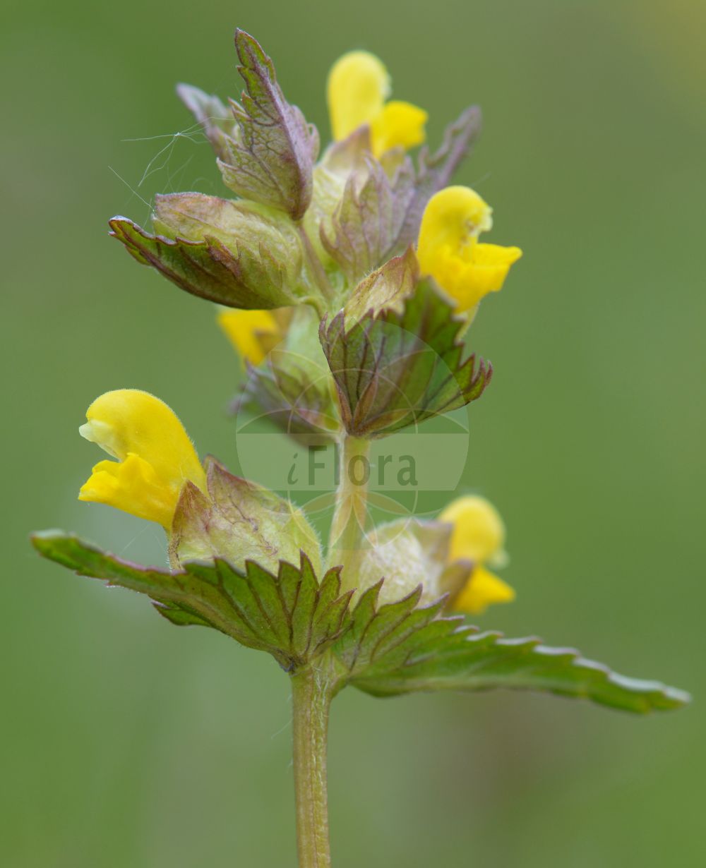 Foto von Rhinanthus minor (Kleiner Klappertopf - Yellow-rattle). Das Bild zeigt Blatt und Bluete. Das Foto wurde in Wetteraukreis, Hessen, Deutschland, Wetterau und Gießener Becken aufgenommen. ---- Photo of Rhinanthus minor (Kleiner Klappertopf - Yellow-rattle). The image is showing leaf and flower. The picture was taken in Wetterau district, Hesse, Germany, Wetterau and Giessener Becken.(Rhinanthus minor,Kleiner Klappertopf,Yellow-rattle,Alectorolophus borealis,Alectorolophus crista-galli,Alectorolophus drummond-hayi,Alectorolophus minor,Alectorolophus monticola,Alectorolophus parviflorus,Alectorolophus rusticulus,Alectorolophus stenophyllus,Rhinanthus balticus,Rhinanthus borealis,Rhinanthus crista-galli L. var.,Rhinanthus hercynicus,Rhinanthus minor,Rhinanthus minor L. subsp.,Rhinanthus minor L. var.,Rhinanthus nigricans,Rhinanthus rusticulus,Rhinanthus stenophyllus,Kleiner Klappertopf,Yellow-rattle,Cockscomb Rattleweed,Little Yellow Rattle,Lesser Yellow Rattle,Rhinanthus,Klappertopf,Yellow Rattle,Orobanchaceae,Sommerwurzgewächse,Broomrape family,Blatt,Bluete,leaf,flower)