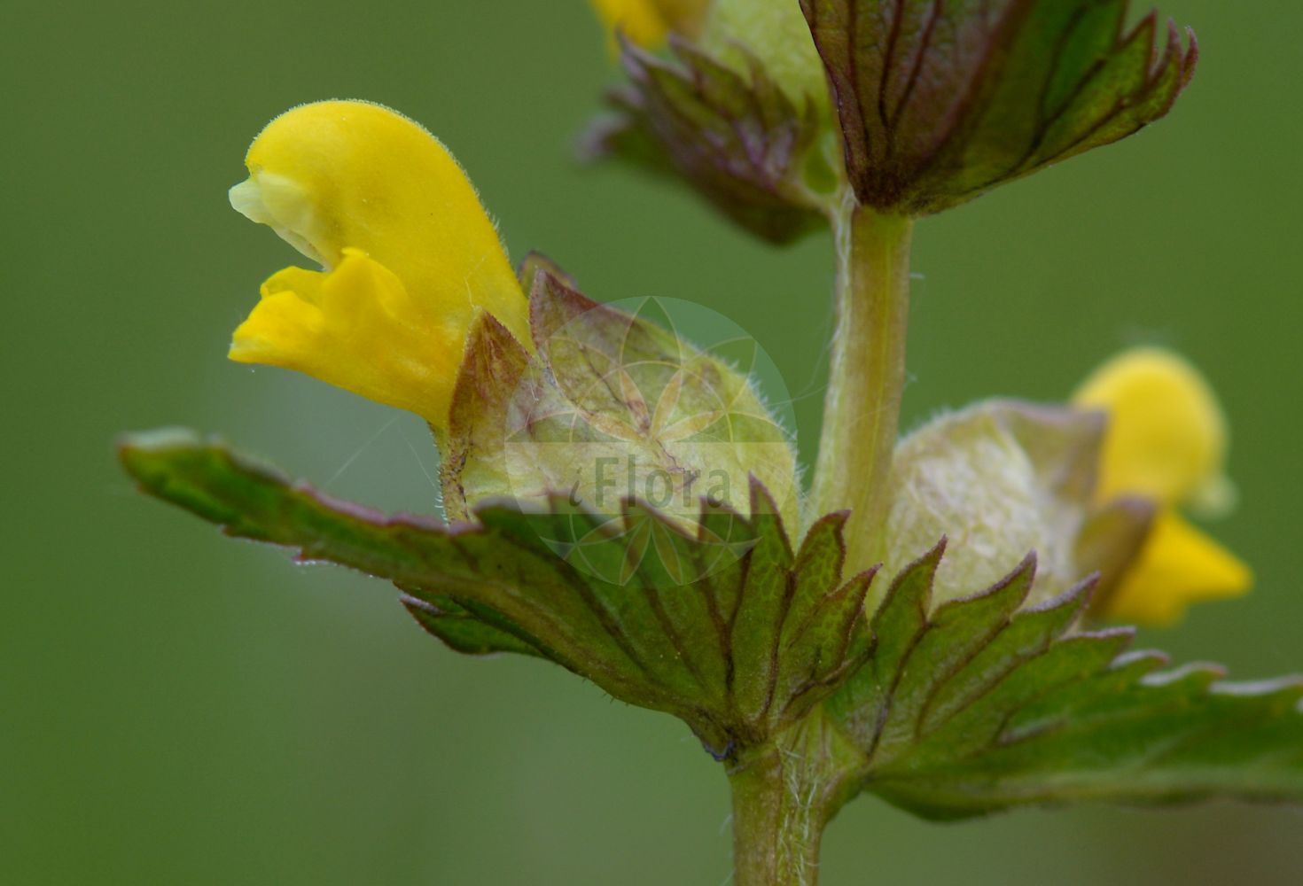 Foto von Rhinanthus minor (Kleiner Klappertopf - Yellow-rattle). Das Bild zeigt Blatt und Bluete. Das Foto wurde in Wetteraukreis, Hessen, Deutschland, Wetterau und Gießener Becken aufgenommen. ---- Photo of Rhinanthus minor (Kleiner Klappertopf - Yellow-rattle). The image is showing leaf and flower. The picture was taken in Wetterau district, Hesse, Germany, Wetterau and Giessener Becken.(Rhinanthus minor,Kleiner Klappertopf,Yellow-rattle,Alectorolophus borealis,Alectorolophus crista-galli,Alectorolophus drummond-hayi,Alectorolophus minor,Alectorolophus monticola,Alectorolophus parviflorus,Alectorolophus rusticulus,Alectorolophus stenophyllus,Rhinanthus balticus,Rhinanthus borealis,Rhinanthus crista-galli L. var.,Rhinanthus hercynicus,Rhinanthus minor,Rhinanthus minor L. subsp.,Rhinanthus minor L. var.,Rhinanthus nigricans,Rhinanthus rusticulus,Rhinanthus stenophyllus,Kleiner Klappertopf,Yellow-rattle,Cockscomb Rattleweed,Little Yellow Rattle,Lesser Yellow Rattle,Rhinanthus,Klappertopf,Yellow Rattle,Orobanchaceae,Sommerwurzgewächse,Broomrape family,Blatt,Bluete,leaf,flower)