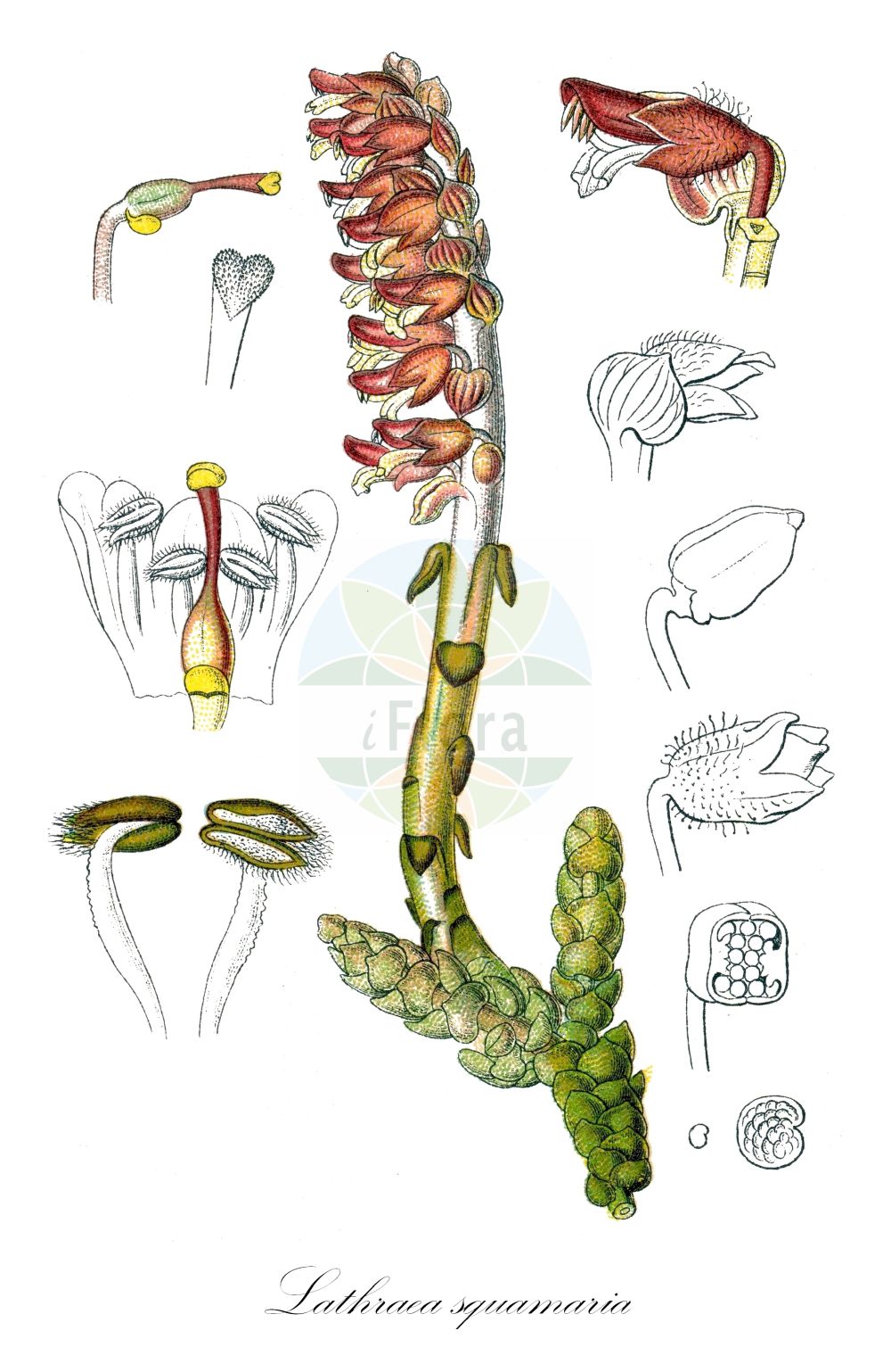 Historische Abbildung von Lathraea squamaria (Gewöhnliche Schuppenwurz - Toothwort). ---- Historical Drawing of Lathraea squamaria (Gewöhnliche Schuppenwurz - Toothwort).(Lathraea squamaria,Gewöhnliche Schuppenwurz,Toothwort,Lathraea squamaria,Gewoehnliche Schuppenwurz,Fichten-Schuppenwurz,Tatra-Schuppenwurz,Toothwort,Common Toothwort,Corpse Flower,Lathraea,Schuppenwurz,Toothwort,Orobanchaceae,Sommerwurzgewächse,Broomrape family,Sturm (1796f))