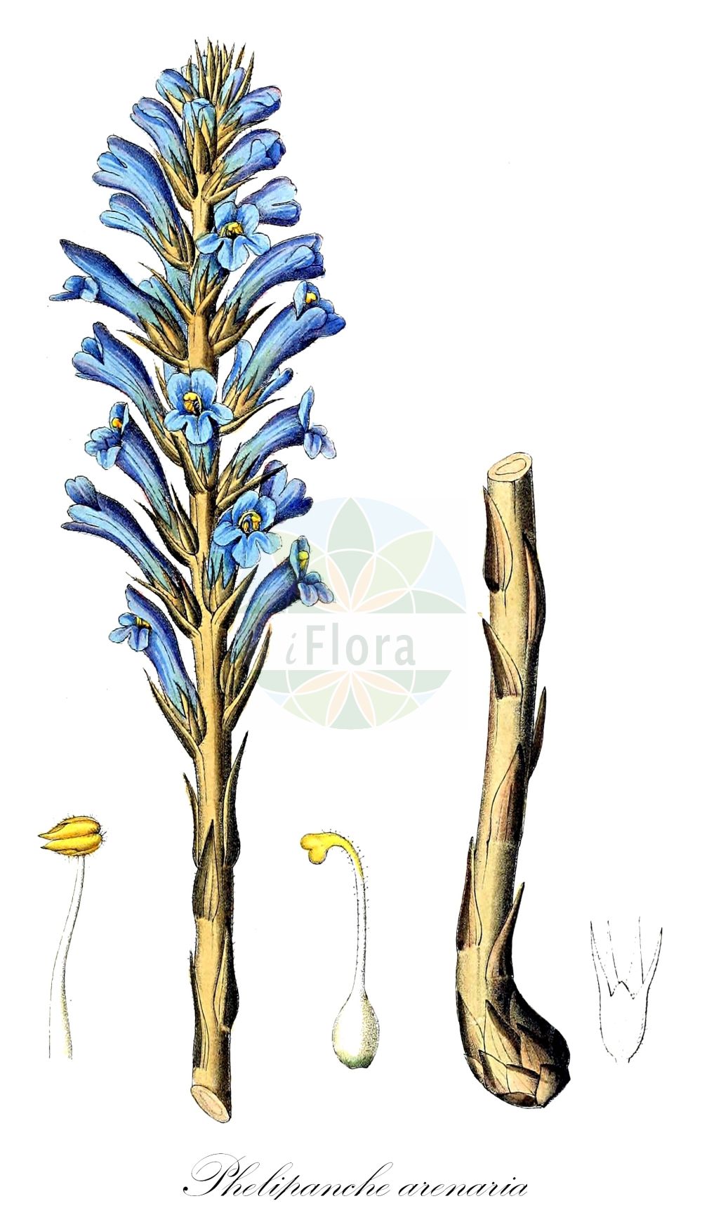 Historische Abbildung von Phelipanche arenaria (Sand-Sommerwurz - Wormwood Broomrape). Das Bild zeigt Blatt, Bluete, Frucht und Same. ---- Historical Drawing of Phelipanche arenaria (Sand-Sommerwurz - Wormwood Broomrape). The image is showing leaf, flower, fruit and seed.(Phelipanche arenaria,Sand-Sommerwurz,Wormwood Broomrape,Kopsia borkhausenii,Orobanche arenaria,Orobanche laevis,Phelipanche arenaria,Phelipanche tzvelevii,Phelypaea arenaria,Sand-Sommerwurz,Wormwood Broomrape,Sand Broomrape,Phelipanche,Orobanchaceae,Sommerwurzgewächse,Broomrape family,Blatt,Bluete,Frucht,Same,leaf,flower,fruit,seed,Dietrich (1833-1844))