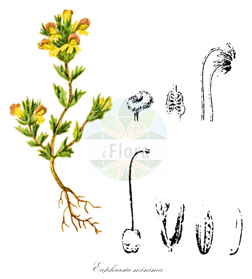 Historische Abbildung von Euphrasia minima (Zwerg-Augentrost - Dwarf Eyebright). Das Bild zeigt Blatt, Bluete, Frucht und Same. ---- Historical Drawing of Euphrasia minima (Zwerg-Augentrost - Dwarf Eyebright). The image is showing leaf, flower, fruit and seed.(Euphrasia minima,Zwerg-Augentrost,Dwarf Eyebright,Euphrasia mattfeldii,Euphrasia mendoncae,Euphrasia minima,Zwerg-Augentrost,Alpen-Augentrost,Druesenkelch-Augentrost,Dwarf Eyebright,Euphrasia,Augentrost,Eyebright,Orobanchaceae,Sommerwurzgewächse,Broomrape family,Blatt,Bluete,Frucht,Same,leaf,flower,fruit,seed,Hartinger & von Dalla Torre (1806f))