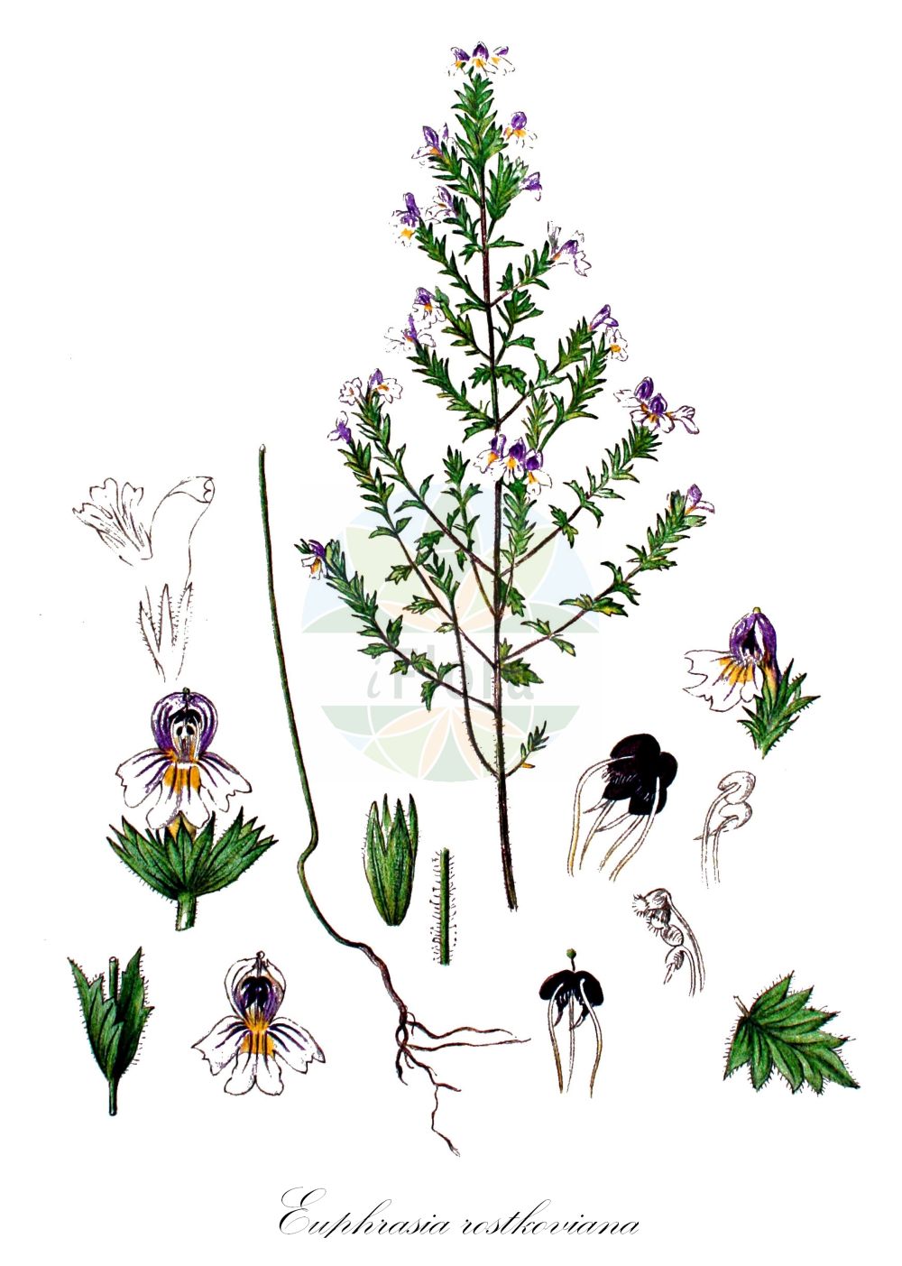 Historische Abbildung von Euphrasia rostkoviana (Bunter Augentrost - Eyebright). Das Bild zeigt Blatt, Bluete, Frucht und Same. ---- Historical Drawing of Euphrasia rostkoviana (Bunter Augentrost - Eyebright). The image is showing leaf, flower, fruit and seed.(Euphrasia rostkoviana,Bunter Augentrost,Eyebright,Euphrasia officinalis,Euphrasia pratensis,Euphrasia rostkoviana,Bunter Augentrost,Gewoehnlicher Augentrost,Grosser Augentrost,Wiesen-Augentrost,Eyebright,Euphrasia,Augentrost,Eyebright,Orobanchaceae,Sommerwurzgewächse,Broomrape family,Blatt,Bluete,Frucht,Same,leaf,flower,fruit,seed,Kops (1800-1934))