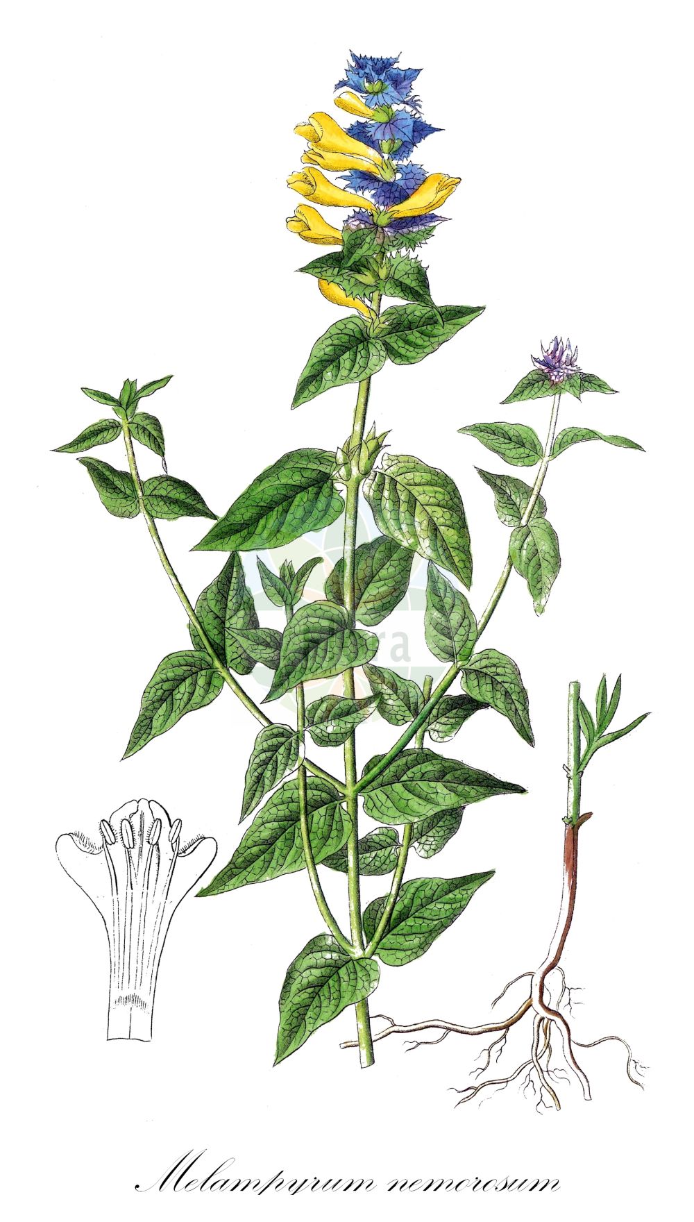 Historische Abbildung von Melampyrum nemorosum (Hain-Wachtelweizen - Wood Cow-wheat). Das Bild zeigt Blatt, Bluete, Frucht und Same. ---- Historical Drawing of Melampyrum nemorosum (Hain-Wachtelweizen - Wood Cow-wheat). The image is showing leaf, flower, fruit and seed.(Melampyrum nemorosum,Hain-Wachtelweizen,Wood Cow-wheat,Melampyrum debreceniense,Melampyrum moravicum,Melampyrum nemorosum,Melampyrum nemorosum L. subsp.,Melampyrum nemorosum subsp. zingeri,Hain-Wachtelweizen,Polnischer Wachtelweizen,Wood Cow-wheat,Blue Cow-wheat,Melampyrum,Wachtelweizen,Cowwheat,Orobanchaceae,Sommerwurzgewächse,Broomrape family,Blatt,Bluete,Frucht,Same,leaf,flower,fruit,seed,Dietrich (1833-1844))