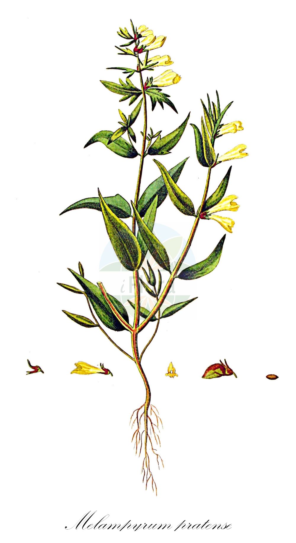 Historische Abbildung von Melampyrum pratense (Wiesen-Wachtelweizen - Common Cow-wheat). Das Bild zeigt Blatt, Bluete, Frucht und Same. ---- Historical Drawing of Melampyrum pratense (Wiesen-Wachtelweizen - Common Cow-wheat). The image is showing leaf, flower, fruit and seed.(Melampyrum pratense,Wiesen-Wachtelweizen,Common Cow-wheat,Melampyrum alpestre,Melampyrum commutatum,Melampyrum laciniatum,Melampyrum pratense,Melampyrum pratense L. subsp.,Melampyrum vulgatum,Wiesen-Wachtelweizen,Gewoehnlicher Wiesen-Wachtelweizem,Wiesen-Wachtelweizem,Common Cow-wheat,Melampyrum,Wachtelweizen,Cowwheat,Orobanchaceae,Sommerwurzgewächse,Broomrape family,Blatt,Bluete,Frucht,Same,leaf,flower,fruit,seed,Kops (1800-1934))