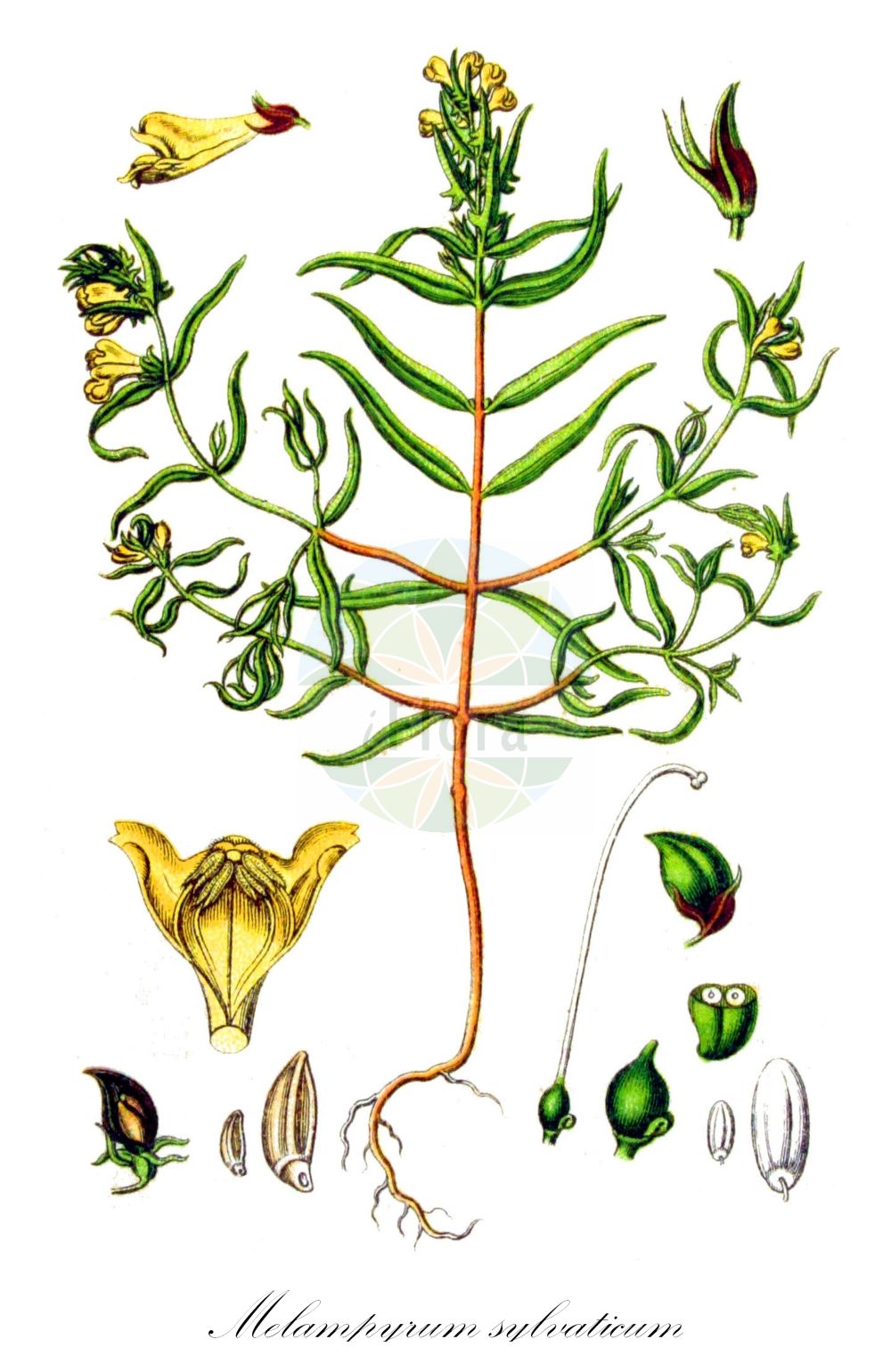 Historische Abbildung von Melampyrum sylvaticum (Wald-Wachtelweizen - Small Cow-wheat). Das Bild zeigt Blatt, Bluete, Frucht und Same. ---- Historical Drawing of Melampyrum sylvaticum (Wald-Wachtelweizen - Small Cow-wheat). The image is showing leaf, flower, fruit and seed.(Melampyrum sylvaticum,Wald-Wachtelweizen,Small Cow-wheat,Melampyrum aestivale,Melampyrum carpaticum,Melampyrum intermedium,Melampyrum laricetorum,Melampyrum subsylvaticum,Melampyrum sylvaticum,Melampyrum sylvaticum L. subsp.,Melampyrum transsilvanicum,Wald-Wachtelweizen,Berg-Wachtelweizen,Gewoehnlicher Wald-Wachtelweizen,Karpaten-Waldwachtelweizen,Mittlerer Wald-Wachtelweizen,Sommer-Waldwachtelweizen,Small Cow-wheat,Wood Cow-wheat,Melampyrum,Wachtelweizen,Cowwheat,Orobanchaceae,Sommerwurzgewächse,Broomrape family,Blatt,Bluete,Frucht,Same,leaf,flower,fruit,seed,Sturm (1796f))