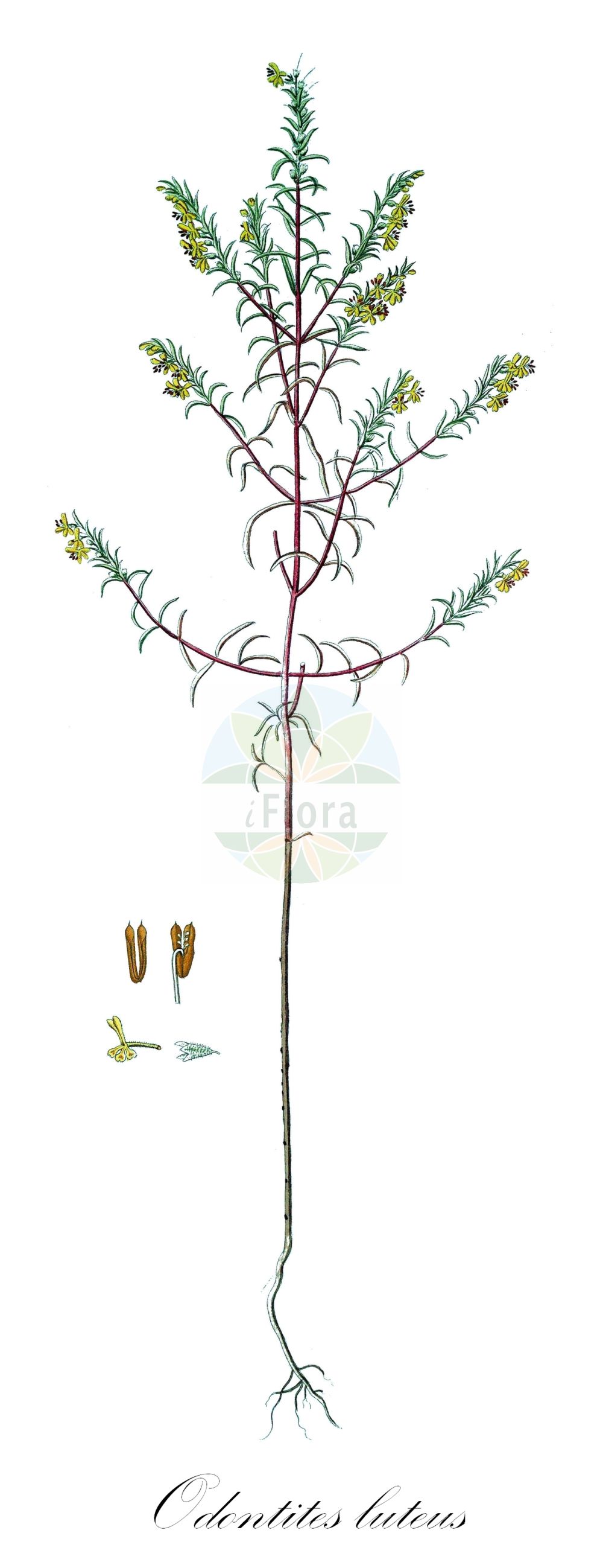 Historische Abbildung von Odontites luteus (Gelber Zahntrost - Yellow Bartsia). Das Bild zeigt Blatt, Bluete, Frucht und Same. ---- Historical Drawing of Odontites luteus (Gelber Zahntrost - Yellow Bartsia). The image is showing leaf, flower, fruit and seed.(Odontites luteus,Gelber Zahntrost,Yellow Bartsia,Euphrasia lutea,Odontites luteus,Orthantha lutea,Orthanthella lutea,Gelber Zahntrost,Yellow Bartsia,Odontites,Zahntrost,Red Bartsia,Orobanchaceae,Sommerwurzgewächse,Broomrape family,Blatt,Bluete,Frucht,Same,leaf,flower,fruit,seed)