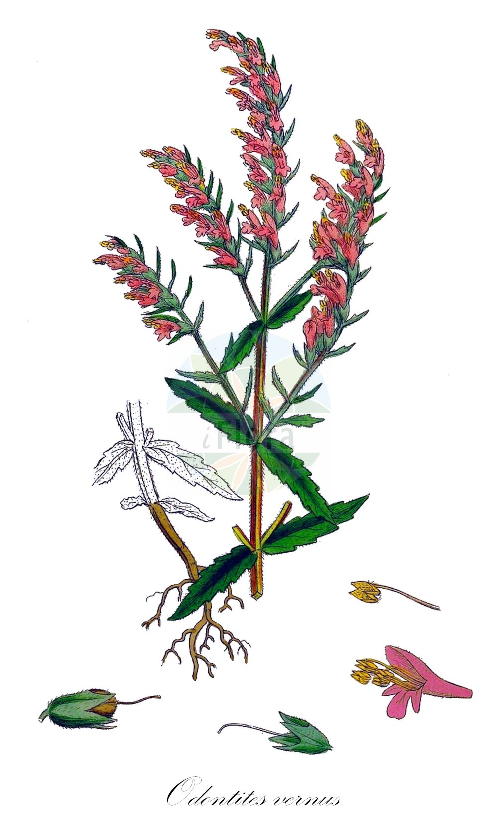 Historische Abbildung von Odontites vernus (Früher Zahntrost - Red Bartsia). Das Bild zeigt Blatt, Bluete, Frucht und Same. ---- Historical Drawing of Odontites vernus (Früher Zahntrost - Red Bartsia). The image is showing leaf, flower, fruit and seed.(Odontites vernus,Früher Zahntrost,Red Bartsia,Euphrasia verna,Odontites vernus,Frueher Zahntrost,Fruehlings-Zahntrost,Red Bartsia,Odontites,Zahntrost,Red Bartsia,Orobanchaceae,Sommerwurzgewächse,Broomrape family,Blatt,Bluete,Frucht,Same,leaf,flower,fruit,seed,Sowerby (1790-1813))