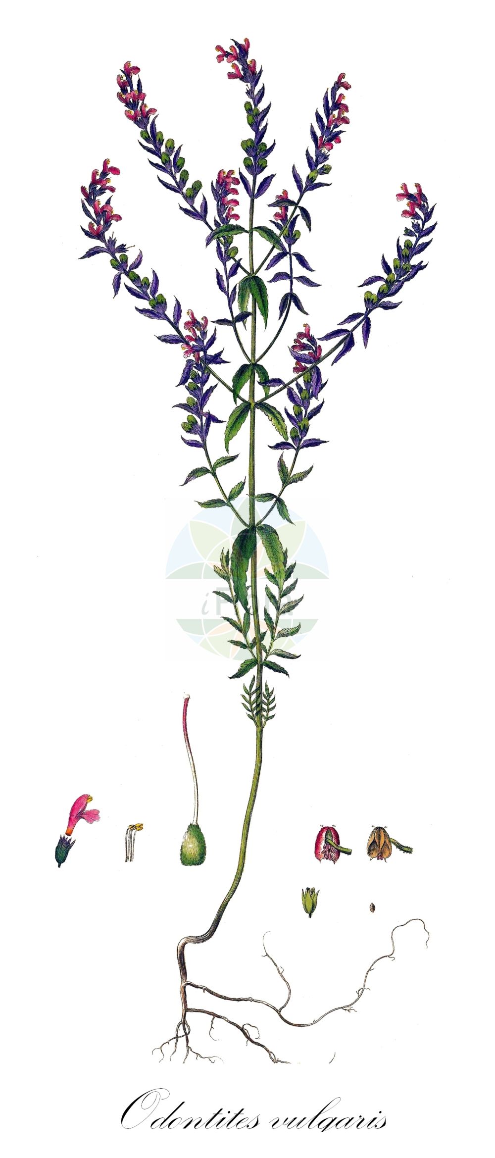 Historische Abbildung von Odontites vulgaris (Frühlings-Zahntrost - Common Bartsia). Das Bild zeigt Blatt, Bluete, Frucht und Same. ---- Historical Drawing of Odontites vulgaris (Frühlings-Zahntrost - Common Bartsia). The image is showing leaf, flower, fruit and seed.(Odontites vulgaris,Frühlings-Zahntrost,Common Bartsia,Euphrasia odontites,Euphrasia serotina,Odontites canescens,Odontites ruber,Odontites salina,Odontites serotina,Odontites serotinus,Odontites virgata,Odontites vulgaris,Odontites vulgaris Moench subsp.,Odontites vulgaris subsp. salina,Fruehlings-Zahntrost,Herbst-Zahntrost,Roter Zahntrost,Common Bartsia,Red Bartsia,Red Eyebright,Odontites,Zahntrost,Red Bartsia,Orobanchaceae,Sommerwurzgewächse,Broomrape family,Blatt,Bluete,Frucht,Same,leaf,flower,fruit,seed,Curtis (1777-1798))