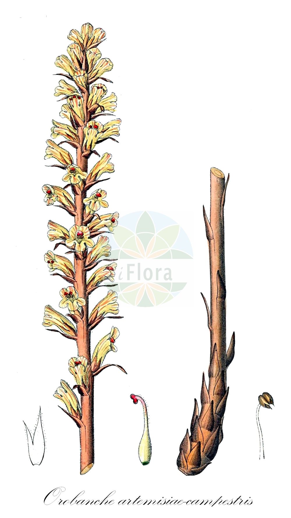 Historische Abbildung von Orobanche artemisiae-campestris (Panzer-Sommerwurz - Oxtongue Broomrape). Das Bild zeigt Blatt, Bluete, Frucht und Same. ---- Historical Drawing of Orobanche artemisiae-campestris (Panzer-Sommerwurz - Oxtongue Broomrape). The image is showing leaf, flower, fruit and seed.(Orobanche artemisiae-campestris,Panzer-Sommerwurz,Oxtongue Broomrape,Orobanche ambigua,Orobanche artemisiae,Orobanche artemisiae-campestris,Orobanche carotae,Orobanche centaurina,Orobanche hieracii-pilosellae,Orobanche lilacina,Orobanche loricata,Orobanche picridis,Orobanche picridis-hieracioidis,Orobanche santolinae,Orobanche scolymi,Panzer-Sommerwurz,Oxtongue Broomrape,Mugwort Broomrape,Orobanche,Sommerwurz,Broomrape,Orobanchaceae,Sommerwurzgewächse,Broomrape family,Blatt,Bluete,Frucht,Same,leaf,flower,fruit,seed,Dietrich (1833-1844))