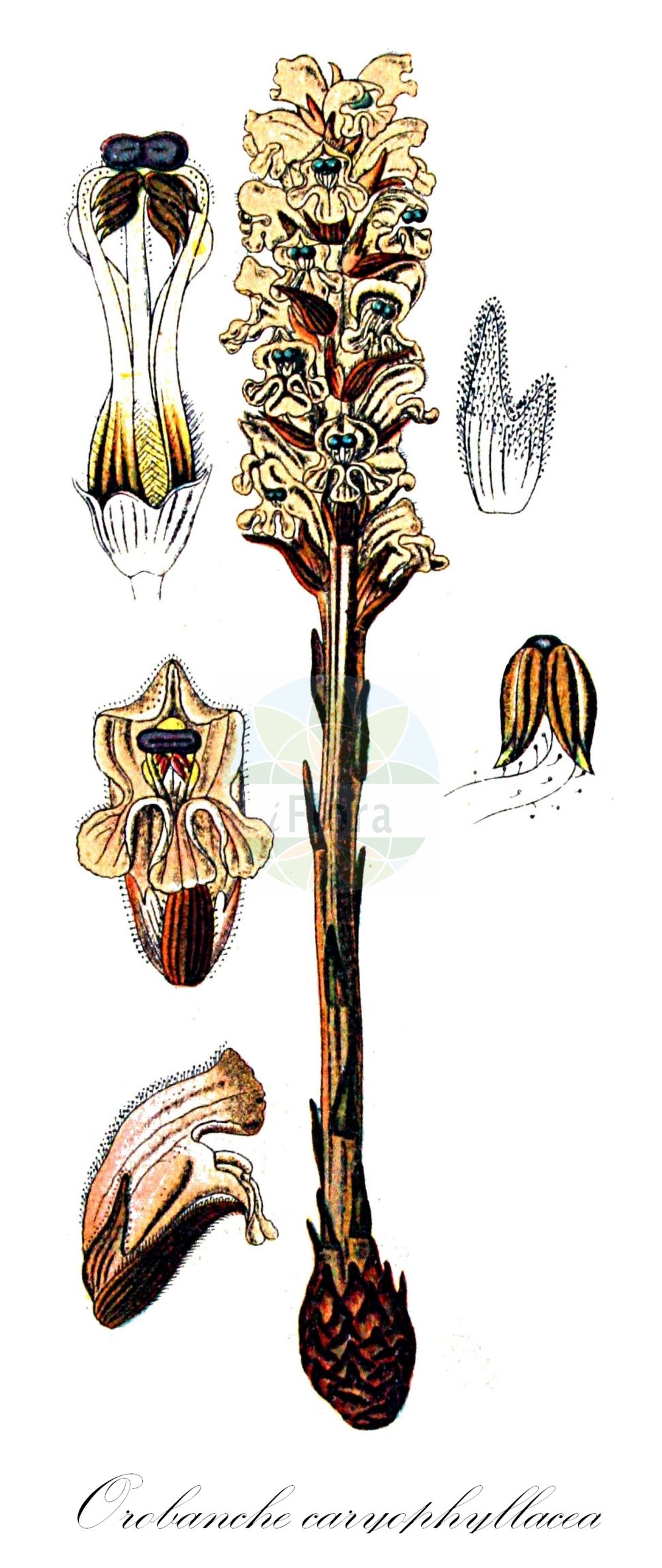 Historische Abbildung von Orobanche caryophyllacea (Nelken-Sommerwurz - Bedstraw Broomrape). Das Bild zeigt Blatt, Bluete, Frucht und Same. ---- Historical Drawing of Orobanche caryophyllacea (Nelken-Sommerwurz - Bedstraw Broomrape). The image is showing leaf, flower, fruit and seed.(Orobanche caryophyllacea,Nelken-Sommerwurz,Bedstraw Broomrape,Orobanche buhsei,Orobanche caryophyllacea,Orobanche clausonis,Orobanche galii,Orobanche hesperina,Orobanche vulgaris,Nelken-Sommerwurz,Gemeine Sommerwurz,Bedstraw Broomrape,Clove-scented Broomrape,Orobanche,Sommerwurz,Broomrape,Orobanchaceae,Sommerwurzgewächse,Broomrape family,Blatt,Bluete,Frucht,Same,leaf,flower,fruit,seed,Sturm (1796f))