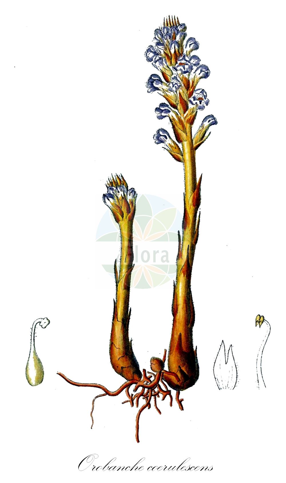 Historische Abbildung von Orobanche coerulescens (Bläuliche Sommerwurz - Blue Broomrape). Das Bild zeigt Blatt, Bluete, Frucht und Same. ---- Historical Drawing of Orobanche coerulescens (Bläuliche Sommerwurz - Blue Broomrape). The image is showing leaf, flower, fruit and seed.(Orobanche coerulescens,Bläuliche Sommerwurz,Blue Broomrape,Orobanche coerulescens,Orobanche korshinskyi,Blaeuliche Sommerwurz,Blue Broomrape,Orobanche,Sommerwurz,Broomrape,Orobanchaceae,Sommerwurzgewächse,Broomrape family,Blatt,Bluete,Frucht,Same,leaf,flower,fruit,seed,Dietrich (1833-1844))