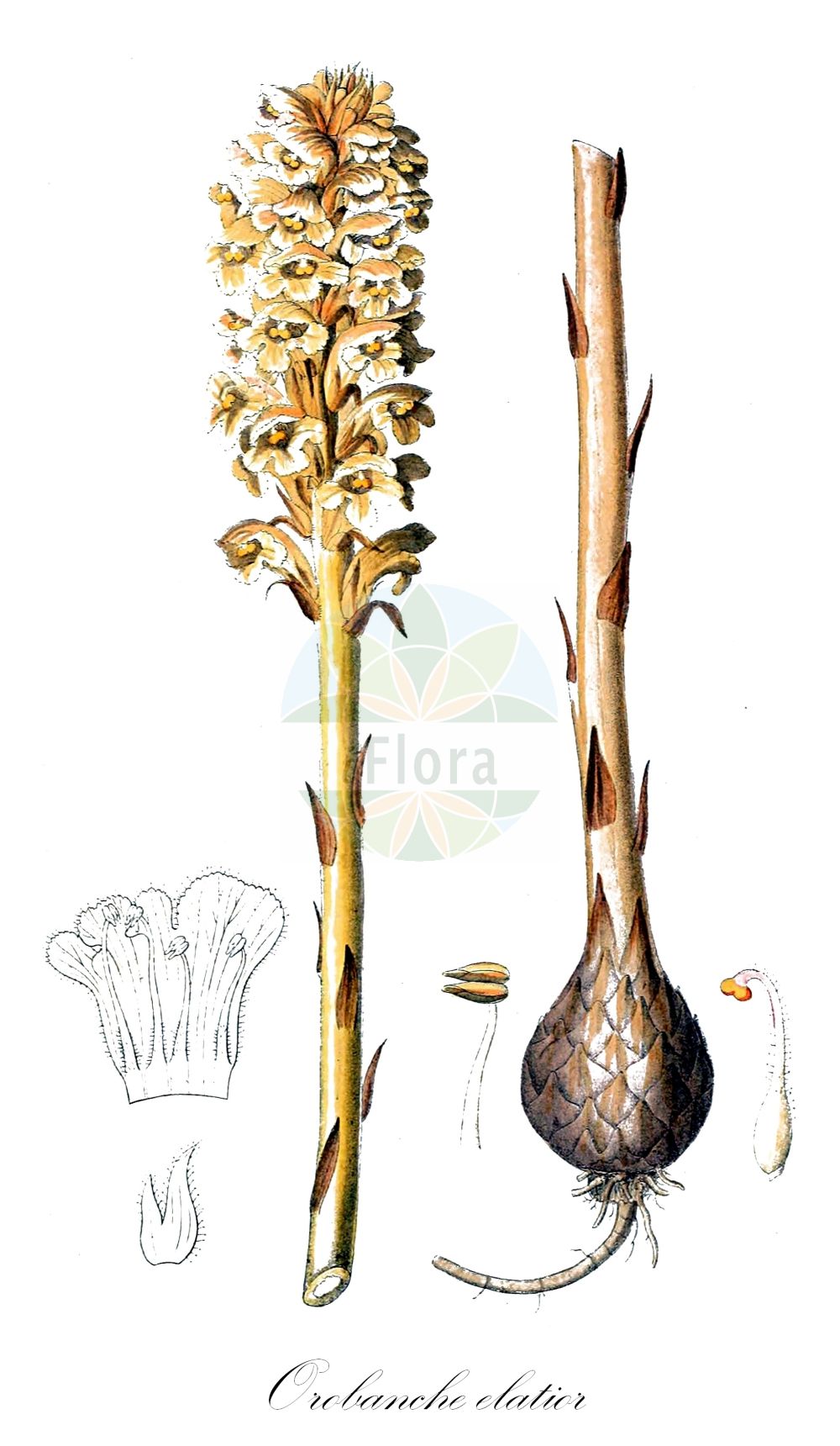 Historische Abbildung von Orobanche elatior (Große Sommerwurz - Knapweed Broomrape). Das Bild zeigt Blatt, Bluete, Frucht und Same. ---- Historical Drawing of Orobanche elatior (Große Sommerwurz - Knapweed Broomrape). The image is showing leaf, flower, fruit and seed.(Orobanche elatior,Große Sommerwurz,Knapweed Broomrape,Orobanche echinopis,Orobanche elatior,Orobanche icterica,Orobanche loscosii,Orobanche ritro,Grosse Sommerwurz,Knapweed Broomrape,Tall Broomrape,Orobanche,Sommerwurz,Broomrape,Orobanchaceae,Sommerwurzgewächse,Broomrape family,Blatt,Bluete,Frucht,Same,leaf,flower,fruit,seed,Dietrich (1833-1844))