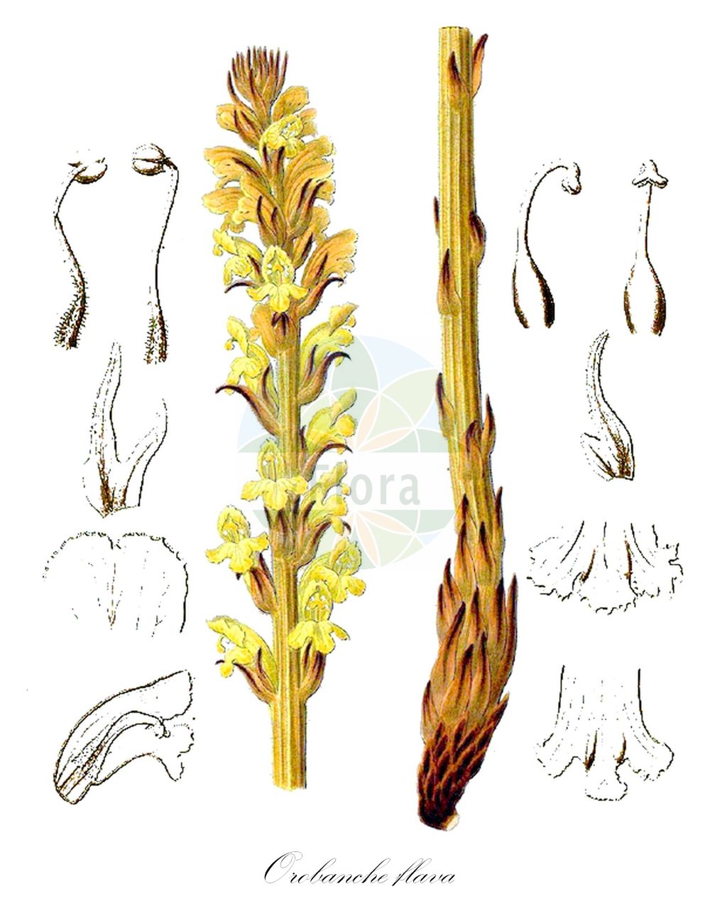 Historische Abbildung von Orobanche flava (Hellgelbe Sommerwurz - Butterbur Broomrape). Das Bild zeigt Blatt, Bluete, Frucht und Same. ---- Historical Drawing of Orobanche flava (Hellgelbe Sommerwurz - Butterbur Broomrape). The image is showing leaf, flower, fruit and seed.(Orobanche flava,Hellgelbe Sommerwurz,Butterbur Broomrape,Orobanche cicerbitae,Orobanche flava,Orobanche flava subsp. cicerbitae,Hellgelbe Sommerwurz,Pestwurz-Sommerwurz,Butterbur Broomrape,Yellow Broomrape,Orobanche,Sommerwurz,Broomrape,Orobanchaceae,Sommerwurzgewächse,Broomrape family,Blatt,Bluete,Frucht,Same,leaf,flower,fruit,seed)