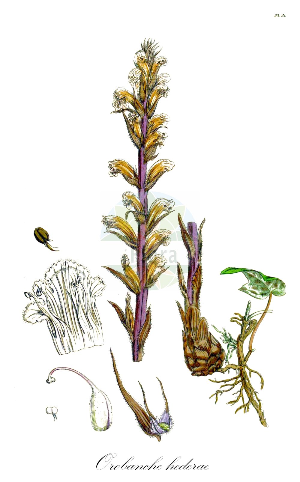 Historische Abbildung von Orobanche hederae (Efeu-Sommerwurz - Ivy Broomrape). Das Bild zeigt Blatt, Bluete, Frucht und Same. ---- Historical Drawing of Orobanche hederae (Efeu-Sommerwurz - Ivy Broomrape). The image is showing leaf, flower, fruit and seed.(Orobanche hederae,Efeu-Sommerwurz,Ivy Broomrape,Orobanche balearica,Orobanche glaberrima,Orobanche hederae,Orobanche laurina,Orobanche yuccae,Efeu-Sommerwurz,Ivy Broomrape,Orobanche,Sommerwurz,Broomrape,Orobanchaceae,Sommerwurzgewächse,Broomrape family,Blatt,Bluete,Frucht,Same,leaf,flower,fruit,seed,Sowerby (1790-1813))