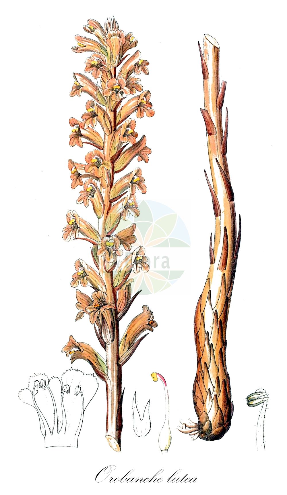 Historische Abbildung von Orobanche lutea (Gelbe Sommerwurz - Yellow Broomrape). Das Bild zeigt Blatt, Bluete, Frucht und Same. ---- Historical Drawing of Orobanche lutea (Gelbe Sommerwurz - Yellow Broomrape). The image is showing leaf, flower, fruit and seed.(Orobanche lutea,Gelbe Sommerwurz,Yellow Broomrape,Orobanche alpigena,Orobanche armena,Orobanche concreta,Orobanche fragrantissima,Orobanche hians,Orobanche lutea,Orobanche prosgolica,Orobanche rubens,Gelbe Sommerwurz,Roetlichgelbe Sommerwurz,Yellow Broomrape,Red-flower Broomrape,Orobanche,Sommerwurz,Broomrape,Orobanchaceae,Sommerwurzgewächse,Broomrape family,Blatt,Bluete,Frucht,Same,leaf,flower,fruit,seed,Dietrich (1833-1844))