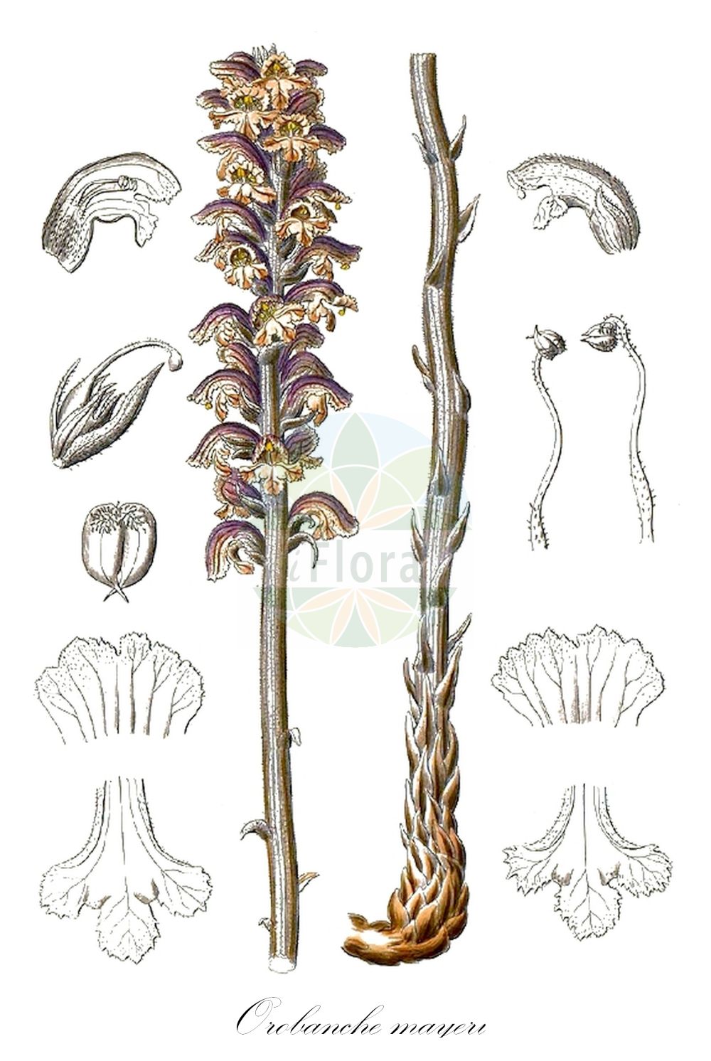 Historische Abbildung von Orobanche mayeri (Laserkraut-Sommerwurz - Sermountain Broomrape). Das Bild zeigt Blatt, Bluete, Frucht und Same. ---- Historical Drawing of Orobanche mayeri (Laserkraut-Sommerwurz - Sermountain Broomrape). The image is showing leaf, flower, fruit and seed.(Orobanche mayeri,Laserkraut-Sommerwurz,Sermountain Broomrape,Laserkraut-Sommerwurz,Sermountain Broomrape,Orobanche,Sommerwurz,Broomrape,Orobanchaceae,Sommerwurzgewächse,Broomrape family,Blatt,Bluete,Frucht,Same,leaf,flower,fruit,seed)