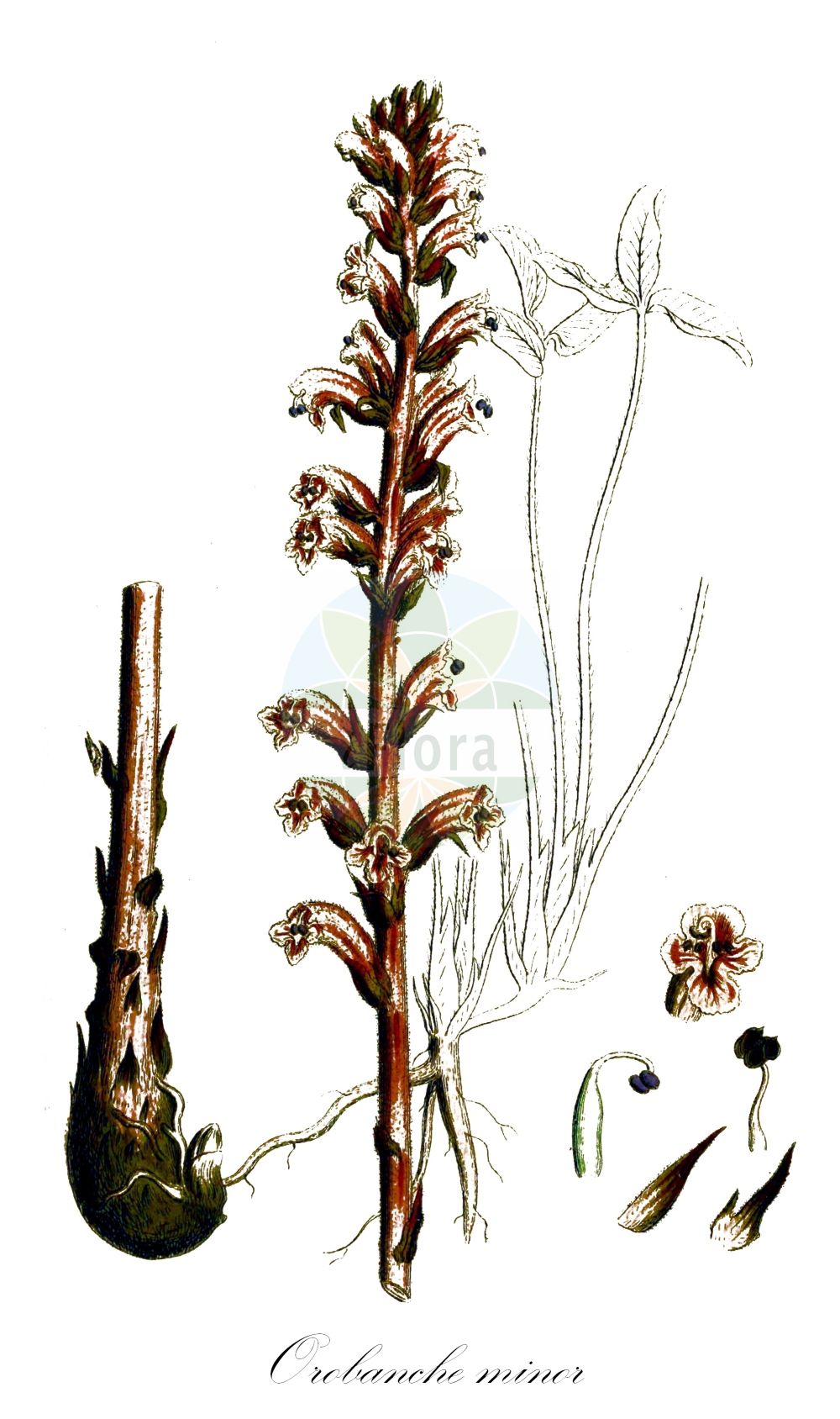 Historische Abbildung von Orobanche minor (Kleine Sommerwurz - Common Broomrape). Das Bild zeigt Blatt, Bluete, Frucht und Same. ---- Historical Drawing of Orobanche minor (Kleine Sommerwurz - Common Broomrape). The image is showing leaf, flower, fruit and seed.(Orobanche minor,Kleine Sommerwurz,Common Broomrape,Orobanche bovei,Orobanche concolor,Orobanche crithmi,Orobanche crithmi-maritimi,Orobanche euglossa,Orobanche grisebachii,Orobanche hyalina,Orobanche livida,Orobanche minor,Orobanche nudiflora,Orobanche palaestina,Orobanche pumila,Orobanche pyrrha,Orobanche salisii,Orobanche unicolor,Kleine Sommerwurz,Kleeteufel,Kleewuerger,Common Broomrape,Clover Broomrape,Hellroot,Lesser Broomrape,Small Broomrape,Orobanche,Sommerwurz,Broomrape,Orobanchaceae,Sommerwurzgewächse,Broomrape family,Blatt,Bluete,Frucht,Same,leaf,flower,fruit,seed,Sowerby (1790-1813))