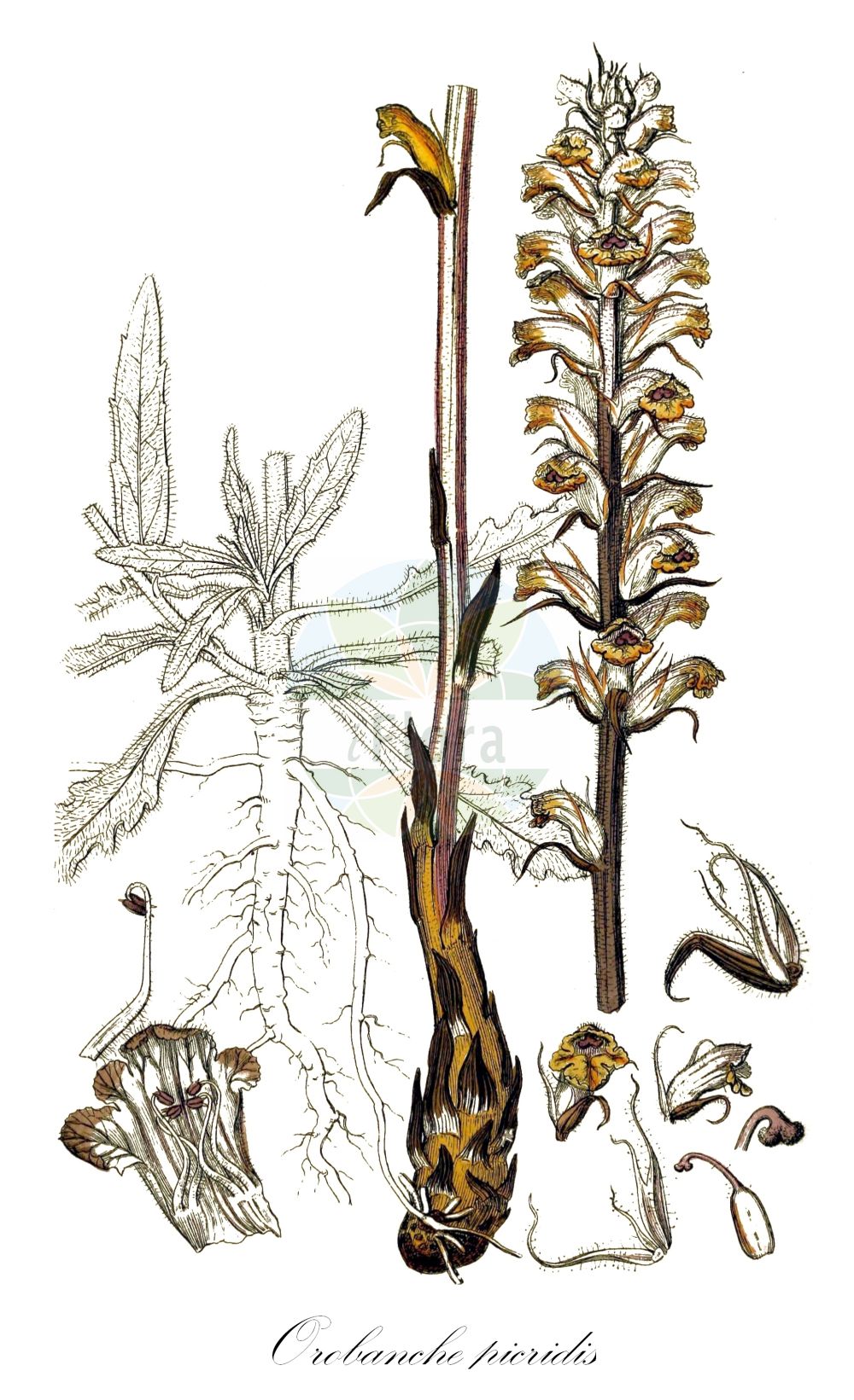 Historische Abbildung von Orobanche picridis (Bitterkraut-Sommerwurz - Oxtongue Broomrape). Das Bild zeigt Blatt, Bluete, Frucht und Same. ---- Historical Drawing of Orobanche picridis (Bitterkraut-Sommerwurz - Oxtongue Broomrape). The image is showing leaf, flower, fruit and seed.(Orobanche picridis,Bitterkraut-Sommerwurz,Oxtongue Broomrape,Bitterkraut-Sommerwurz,Oxtongue Broomrape,Picris Broomrape,Orobanche,Sommerwurz,Broomrape,Orobanchaceae,Sommerwurzgewächse,Broomrape family,Blatt,Bluete,Frucht,Same,leaf,flower,fruit,seed,Sowerby (1790-1813))