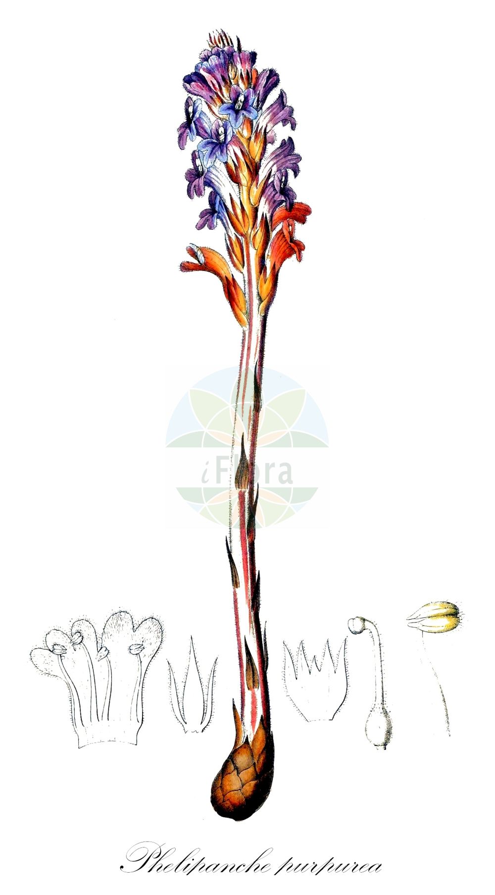 Historische Abbildung von Phelipanche purpurea (Böhmische Sommerwurz - Yarrow Broomrape). Das Bild zeigt Blatt, Bluete, Frucht und Same. ---- Historical Drawing of Phelipanche purpurea (Böhmische Sommerwurz - Yarrow Broomrape). The image is showing leaf, flower, fruit and seed.(Phelipanche purpurea,Böhmische Sommerwurz,Yarrow Broomrape,Kopsia caerulea,Kopsia purpurea,Orobanche bohemica,Orobanche caerulea,Orobanche iberica,Orobanche purpurea,Phelipanche bohemica,Phelipanche iberica,Phelipanche purpurea,Phelypaea caerulea,Phelypaea pareysii,Phelypaea purpurea,Boehmische Sommerwurz,Purpur-Sommerwurz,Yarrow Broomrape,Purple Broomrape,Phelipanche,Orobanchaceae,Sommerwurzgewächse,Broomrape family,Blatt,Bluete,Frucht,Same,leaf,flower,fruit,seed,Dietrich (1833-1844))
