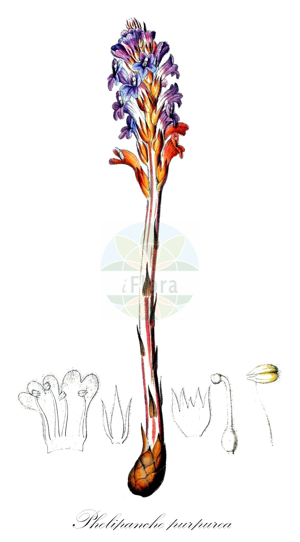 Orobanche purpurea - Orobanchaceae,Plantae,Pteridobiotina,Angiosperms,Lamiales,Orobanchaceae,Orobanche,Orobanche purpurea,Kopsia purpurea, Orchis abortiva, Phelipanche purpurea, Phelypaea millefolii, Phelypaea purpurea