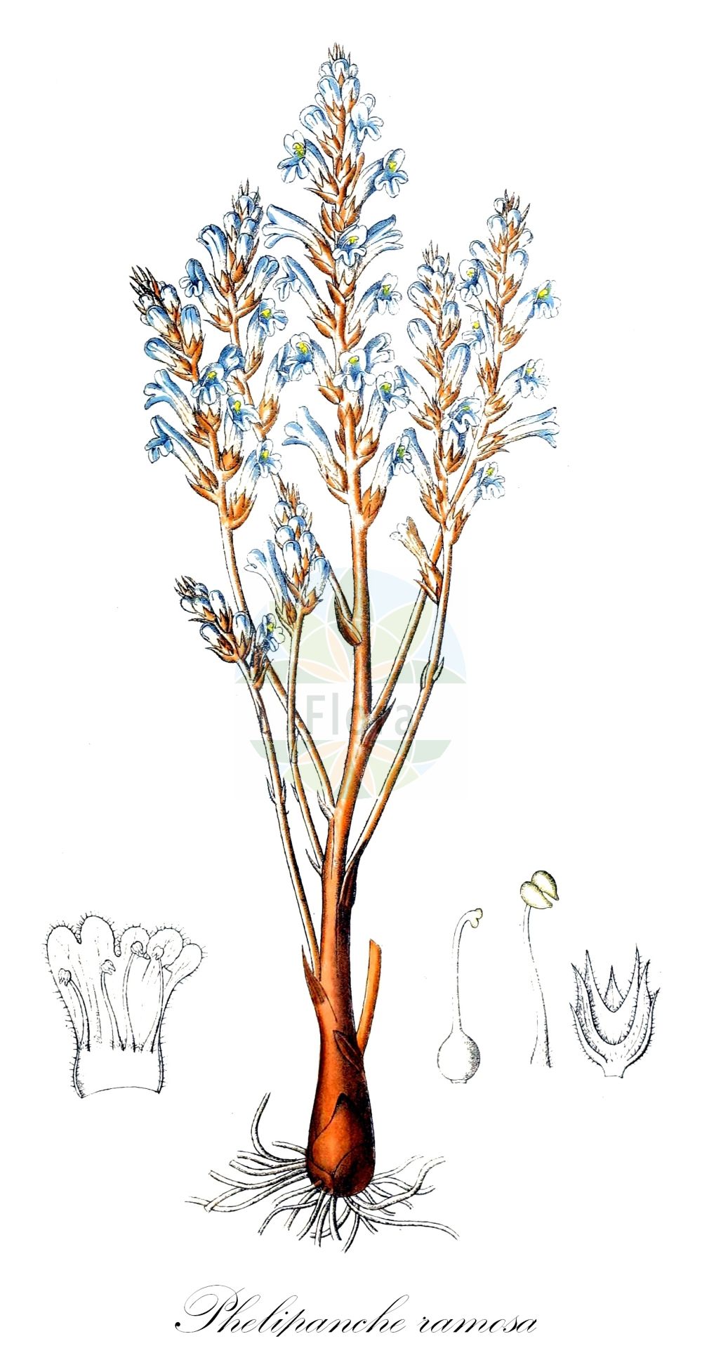 Historische Abbildung von Phelipanche ramosa (Hanf-Sommerwurz - Hemp Broomrape). Das Bild zeigt Blatt, Bluete, Frucht und Same. ---- Historical Drawing of Phelipanche ramosa (Hanf-Sommerwurz - Hemp Broomrape). The image is showing leaf, flower, fruit and seed.(Phelipanche ramosa,Hanf-Sommerwurz,Hemp Broomrape,Kopsia ramosa,Orobanche ramosa,Phelipanche ramosa,Phelypaea ramosa,Hanf-Sommerwurz,Ästige Sommerwurz,Hemp Broomrape,Branched Broomrape,Branched Broomrape,Hemp Broomrape,Phelipanche,Orobanchaceae,Sommerwurzgewächse,Broomrape family,Blatt,Bluete,Frucht,Same,leaf,flower,fruit,seed,Dietrich (1833-1844))