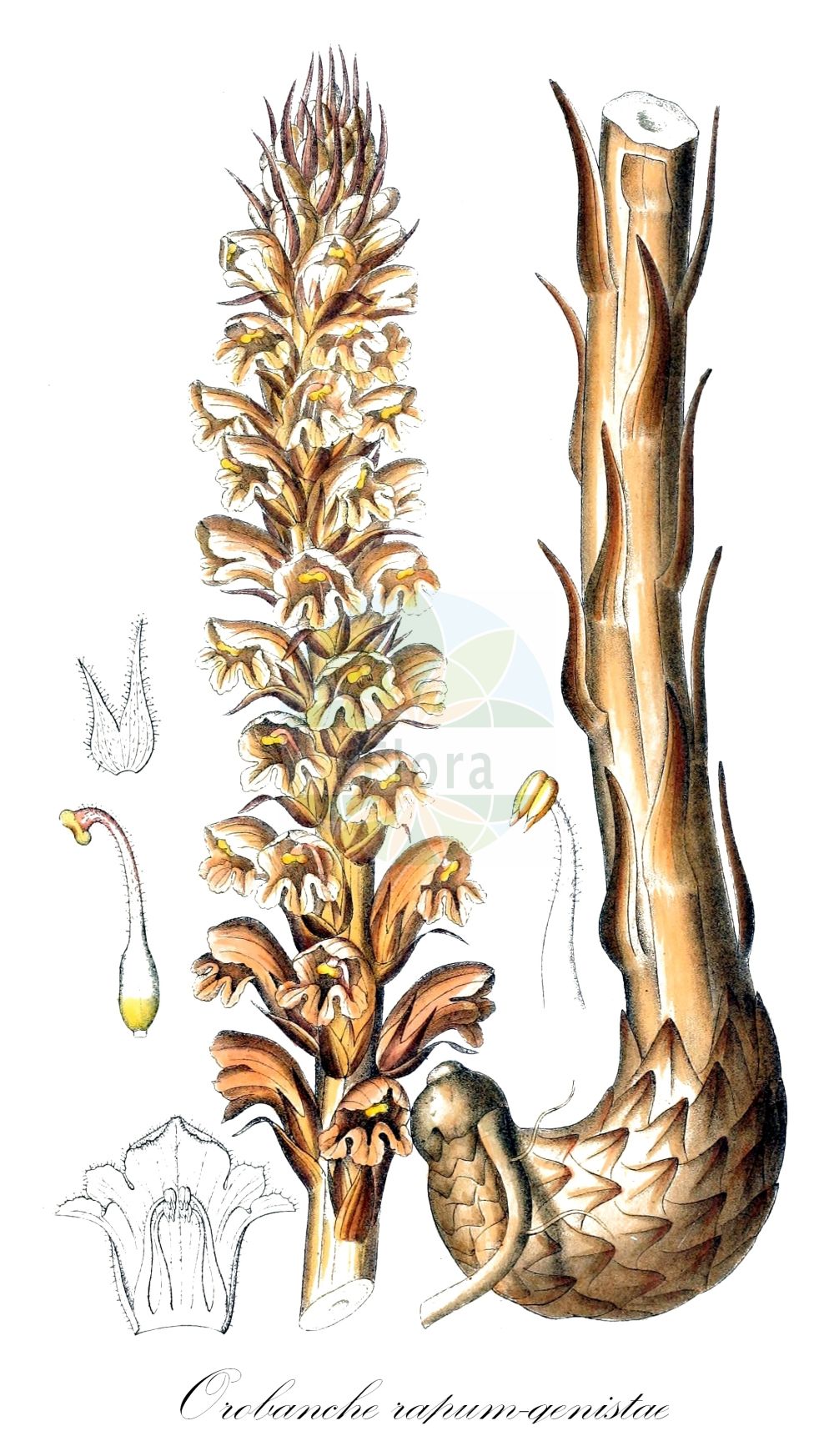 Historische Abbildung von Orobanche rapum-genistae (Ginster-Sommerwurz - Greater Broomrape). Das Bild zeigt Blatt, Bluete, Frucht und Same. ---- Historical Drawing of Orobanche rapum-genistae (Ginster-Sommerwurz - Greater Broomrape). The image is showing leaf, flower, fruit and seed.(Orobanche rapum-genistae,Ginster-Sommerwurz,Greater Broomrape,Orobanche benthamii,Orobanche bracteata,Orobanche insolita,Orobanche major,Orobanche rapum,Orobanche rapum-genistae,Orobanche rapum-genistae subsp. benthamii,Ginster-Sommerwurz,Greater Broomrape,Orobanche,Sommerwurz,Broomrape,Orobanchaceae,Sommerwurzgewächse,Broomrape family,Blatt,Bluete,Frucht,Same,leaf,flower,fruit,seed,Dietrich (1833-1844))