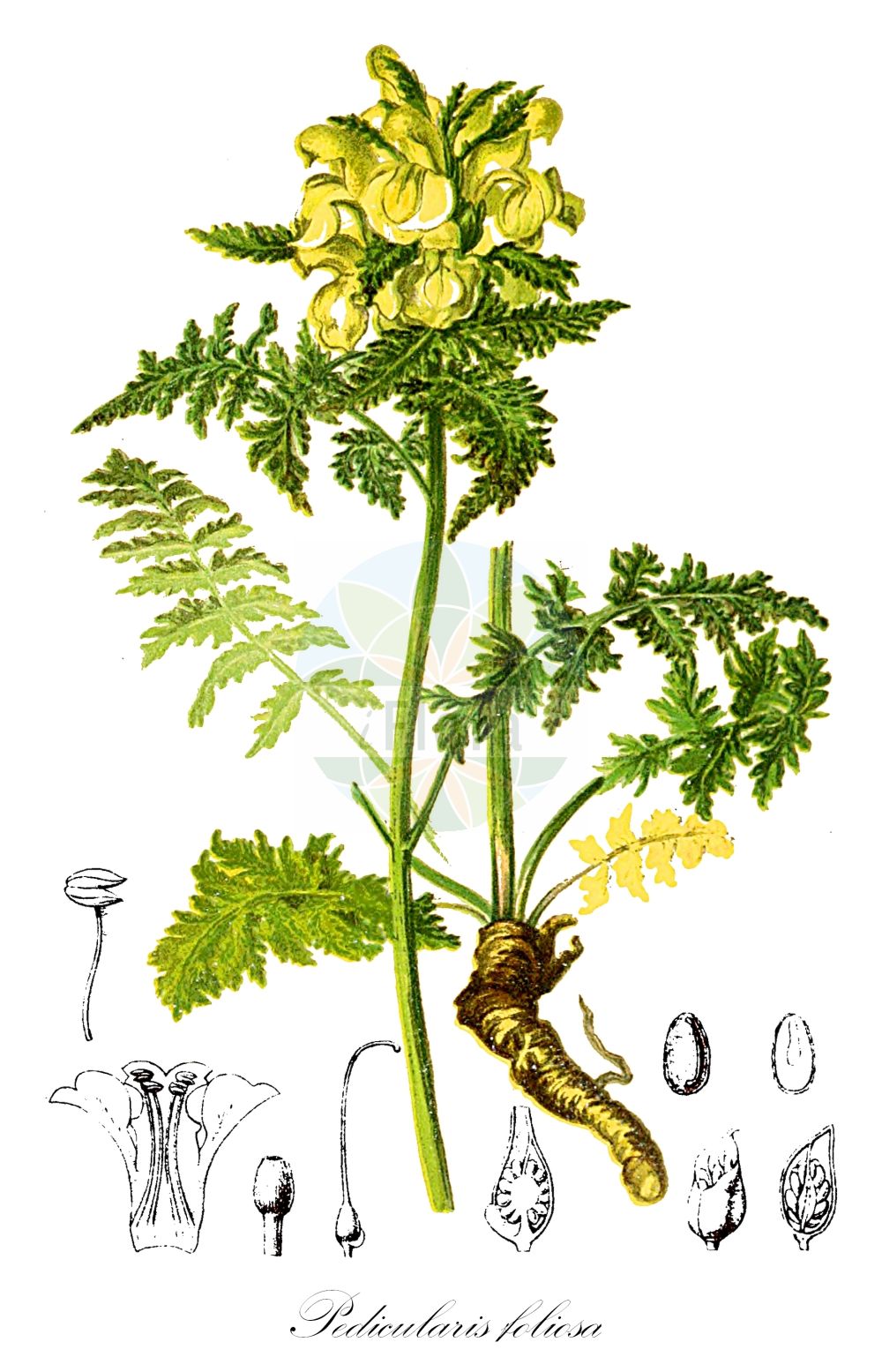 Historische Abbildung von Pedicularis foliosa (Durchblättertes Läusekraut - Leafy Lousewort). Das Bild zeigt Blatt, Bluete, Frucht und Same. ---- Historical Drawing of Pedicularis foliosa (Durchblättertes Läusekraut - Leafy Lousewort). The image is showing leaf, flower, fruit and seed.(Pedicularis foliosa,Durchblättertes Läusekraut,Leafy Lousewort,Pedicularis foliosa,Durchblaettertes Laeusekraut,Vielblaettriges Laeusekraut,Leafy Lousewort,Pedicularis,Läusekraut,Lousewort,Orobanchaceae,Sommerwurzgewächse,Broomrape family,Blatt,Bluete,Frucht,Same,leaf,flower,fruit,seed,Hartinger & von Dalla Torre (1806f))