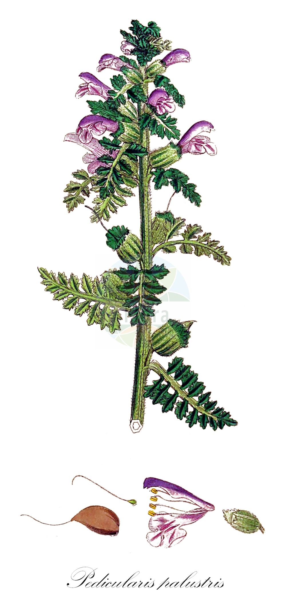 Historische Abbildung von Pedicularis palustris (Sumpf-Läusekraut - Marsh Lousewort). Das Bild zeigt Blatt, Bluete, Frucht und Same. ---- Historical Drawing of Pedicularis palustris (Sumpf-Läusekraut - Marsh Lousewort). The image is showing leaf, flower, fruit and seed.(Pedicularis palustris,Sumpf-Läusekraut,Marsh Lousewort,Pedicularis palustris,Pedicularis palustris subsp. serotina,Sumpf-Laeusekraut,Gewoehnliches Sumpf-Laeusekraut,Marsh Lousewort,European Purple Lousewort,Red Rattle,Pedicularis,Läusekraut,Lousewort,Orobanchaceae,Sommerwurzgewächse,Broomrape family,Blatt,Bluete,Frucht,Same,leaf,flower,fruit,seed,Sowerby (1790-1813))