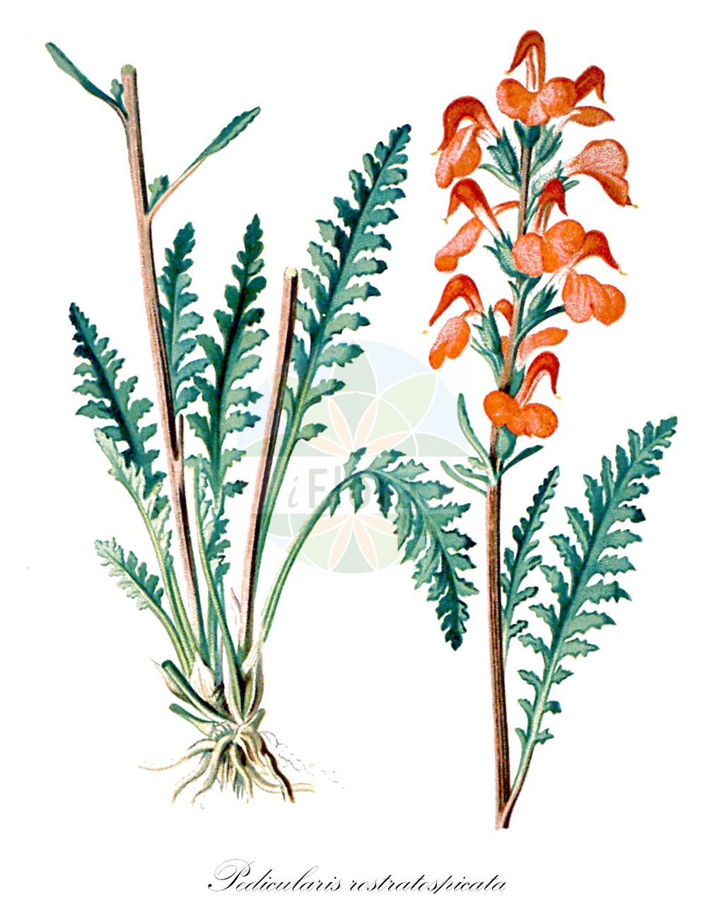 Historische Abbildung von Pedicularis rostratospicata (Fleischrotes Läusekraut - Flesh-pink Lousewort). Das Bild zeigt Blatt, Bluete, Frucht und Same. ---- Historical Drawing of Pedicularis rostratospicata (Fleischrotes Läusekraut - Flesh-pink Lousewort). The image is showing leaf, flower, fruit and seed.(Pedicularis rostratospicata,Fleischrotes Läusekraut,Flesh-pink Lousewort,Pedicularis incarnata,Pedicularis rostratospicata,Fleischrotes Laeusekraut,Flesh-pink Lousewort,Pedicularis,Läusekraut,Lousewort,Orobanchaceae,Sommerwurzgewächse,Broomrape family,Blatt,Bluete,Frucht,Same,leaf,flower,fruit,seed,Seboth & Graf (1879-1884))