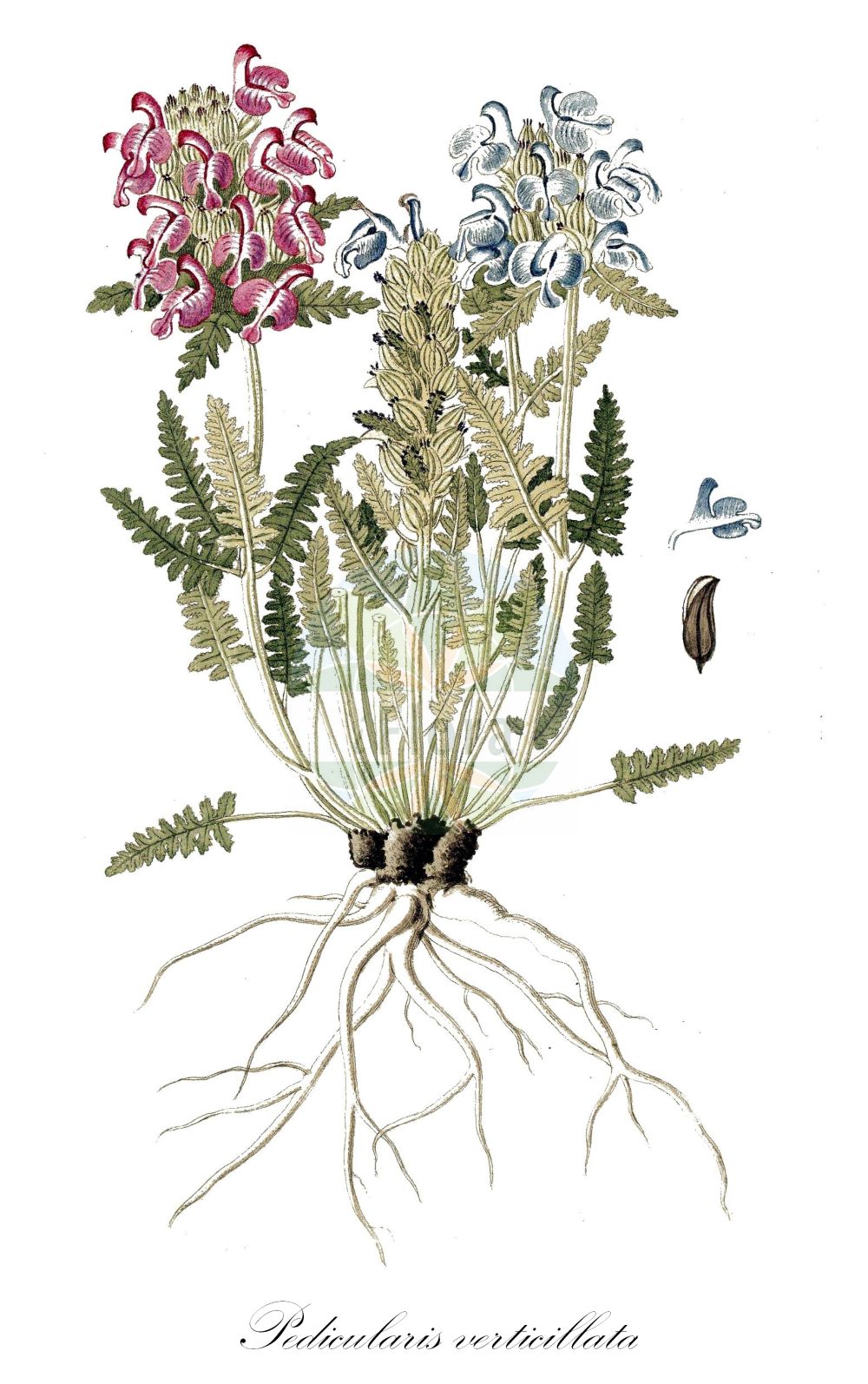 Historische Abbildung von Pedicularis verticillata (Quirlblättriges Läusekraut - Verticillate Lousewort). Das Bild zeigt Blatt, Bluete, Frucht und Same. ---- Historical Drawing of Pedicularis verticillata (Quirlblättriges Läusekraut - Verticillate Lousewort). The image is showing leaf, flower, fruit and seed.(Pedicularis verticillata,Quirlblättriges Läusekraut,Verticillate Lousewort,Pedicularis verticillata,Quirlblaettriges Laeusekraut,Verticillate Lousewort,Whorled Lousewort,Pedicularis,Läusekraut,Lousewort,Orobanchaceae,Sommerwurzgewächse,Broomrape family,Blatt,Bluete,Frucht,Same,leaf,flower,fruit,seed)