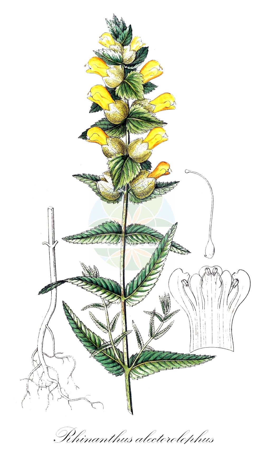 Historische Abbildung von Rhinanthus alectorolophus (Zottiger Klappertopf - Greater Yellow Rattle). Das Bild zeigt Blatt, Bluete, Frucht und Same. ---- Historical Drawing of Rhinanthus alectorolophus (Zottiger Klappertopf - Greater Yellow Rattle). The image is showing leaf, flower, fruit and seed.(Rhinanthus alectorolophus,Zottiger Klappertopf,Greater Yellow Rattle,Alectorolophus ellipticus,Alectorolophus hirsutus,Mimulus alectorolophus,Rhinanthus alectorolophus,Rhinanthus ellipticus,Rhinanthus major,Zottiger Klappertopf,Aschersons Zottiger Klappertopf,Druesiger Klappertopf,Frueher Zottiger Klappertopf,Sommerlicher Zottiger Klappertopf,Zotten-Klappertopf,Greater Yellow Rattle,Yellow Rattle,Rhinanthus,Klappertopf,Yellow Rattle,Orobanchaceae,Sommerwurzgewächse,Broomrape family,Blatt,Bluete,Frucht,Same,leaf,flower,fruit,seed,Dietrich (1833-1844))