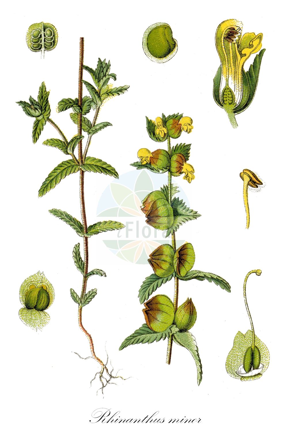 Historische Abbildung von Rhinanthus minor (Kleiner Klappertopf - Yellow-rattle). Das Bild zeigt Blatt, Bluete, Frucht und Same. ---- Historical Drawing of Rhinanthus minor (Kleiner Klappertopf - Yellow-rattle). The image is showing leaf, flower, fruit and seed.(Rhinanthus minor,Kleiner Klappertopf,Yellow-rattle,Alectorolophus borealis,Alectorolophus crista-galli,Alectorolophus drummond-hayi,Alectorolophus minor,Alectorolophus monticola,Alectorolophus parviflorus,Alectorolophus rusticulus,Alectorolophus stenophyllus,Rhinanthus balticus,Rhinanthus borealis,Rhinanthus crista-galli L. var.,Rhinanthus hercynicus,Rhinanthus minor,Rhinanthus minor L. subsp.,Rhinanthus minor L. var.,Rhinanthus nigricans,Rhinanthus rusticulus,Rhinanthus stenophyllus,Kleiner Klappertopf,Yellow-rattle,Cockscomb Rattleweed,Little Yellow Rattle,Lesser Yellow Rattle,Rhinanthus,Klappertopf,Yellow Rattle,Orobanchaceae,Sommerwurzgewächse,Broomrape family,Blatt,Bluete,Frucht,Same,leaf,flower,fruit,seed,Sturm (1796f))