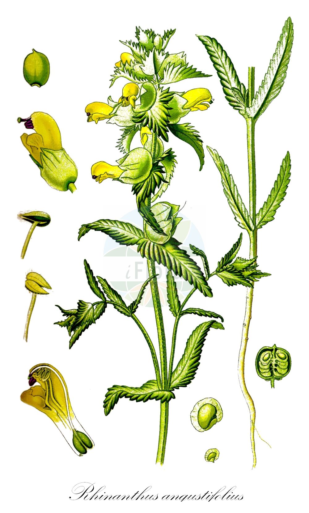 Rhinanthus major var. major - Orobanchaceae,Plantae,Pteridobiotina,Angiosperms,Lamiales,Orobanchaceae,Rhinanthus,Rhinanthus major,Rhinanthus major var. major,Alectorolophus alectorolophus, Alectorolophus angustifolius, Alectorolophus arenarius, Alectorolophus aristatus, Alectorolophus heribaudii, Alectorolophus major var. alpestris, Alectorolophus major var. angustifolius, Alectorolophus montanus, Alectorolophus serotinus, Fistularia alectorolophus, Fistularia angustifolia, Fistularia pubescens, Fistularia serotina, Rhinanthus alpestris, Rhinanthus alpinus subsp. montanus, Rhinanthus angustifolius, Rhinanthus angustifolius var. arenarius, Rhinanthus angustifolius var. lykae, Rhinanthus crista-galli subsp. angustifolius, Rhinanthus crista-galli var. hirsutus, Rhinanthus crista-galli var. nemorosus, Rhinanthus crista-galli var. villosus, Rhinanthus cristatus, Rhinanthus glaber subsp. montanus, Rhinanthus glaber var. serotinus, Rhinanthus grandiflorus subsp. angustifolius, Rhinanthus heribaudii, Rhinanthus inflatus, Rhinanthus major f. serotinus, Rhinanthus major subsp. lykae, Rhinanthus major subsp. serotinus, Rhinanthus major var. angustifolius, Rhinanthus major var. serotinus, Rhinanthus medius, Rhinanthus minor var. alpinus, Rhinanthus montanus, Rhinanthus reichenbachii, Rhinanthus serotinus, Rhinanthus serotinus subsp. angustifolius, Rhinanthus serotinus subsp. arenarius, Rhinanthus serotinus subsp. asturicus, Rhinanthus serotinus subsp. lykae, Rhinanthus serotinus var. major, Rhinanthus szaboianus, Rhinanthus villosus, Rhinanthus vulgaris,Großer Klappertopf;Kahler Klappertopf;greater yellow-rattle;late-flowering yellow rattle;greater yellow rattle;narrow-leaved yellow rattle;southern yellow rattle;Rhinanthe glabre;cocriste;poussins;rhinanthe à feuilles étroites;rhinanthe antique;rhinanthe crête-de-coq;rhinanthe refusé par les moutons;cascabeleras;cresta de gallo;fusillada;sanasa;Cresta di gallo tardiva;grote ratelaar;погремок большой;погремок остистый;horozotu;lafshë gjeli e madhe;taklinia;uskolisni šuškavac;höstskallra;stor skjaller;szelężnik większy;ozkolistni škrobotec;nagyvirágú kakascímer;kokrhel pozdní;štrkáč úzkolistý;дзвінець пізній;едра клопачка;теснолистна клопачка;suur robirohi;lielais zvagulis;storengkall;isolaukku;велики шушкавац;усколисни шушкавац;шушкавац;didysis barškutis