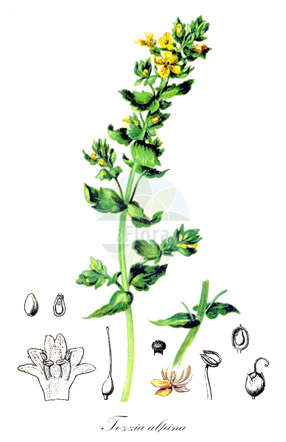 Historische Abbildung von Tozzia alpina (Alpenrachen - Alpine Tozzia). Das Bild zeigt Blatt, Bluete, Frucht und Same. ---- Historical Drawing of Tozzia alpina (Alpenrachen - Alpine Tozzia). The image is showing leaf, flower, fruit and seed.(Tozzia alpina,Alpenrachen,Alpine Tozzia,Tozzia alpina,Alpenrachen,Tozzie,Alpine Tozzia,Tozzia,Alpenrachen,Orobanchaceae,Sommerwurzgewächse,Broomrape family,Blatt,Bluete,Frucht,Same,leaf,flower,fruit,seed,Hartinger & von Dalla Torre (1806f))